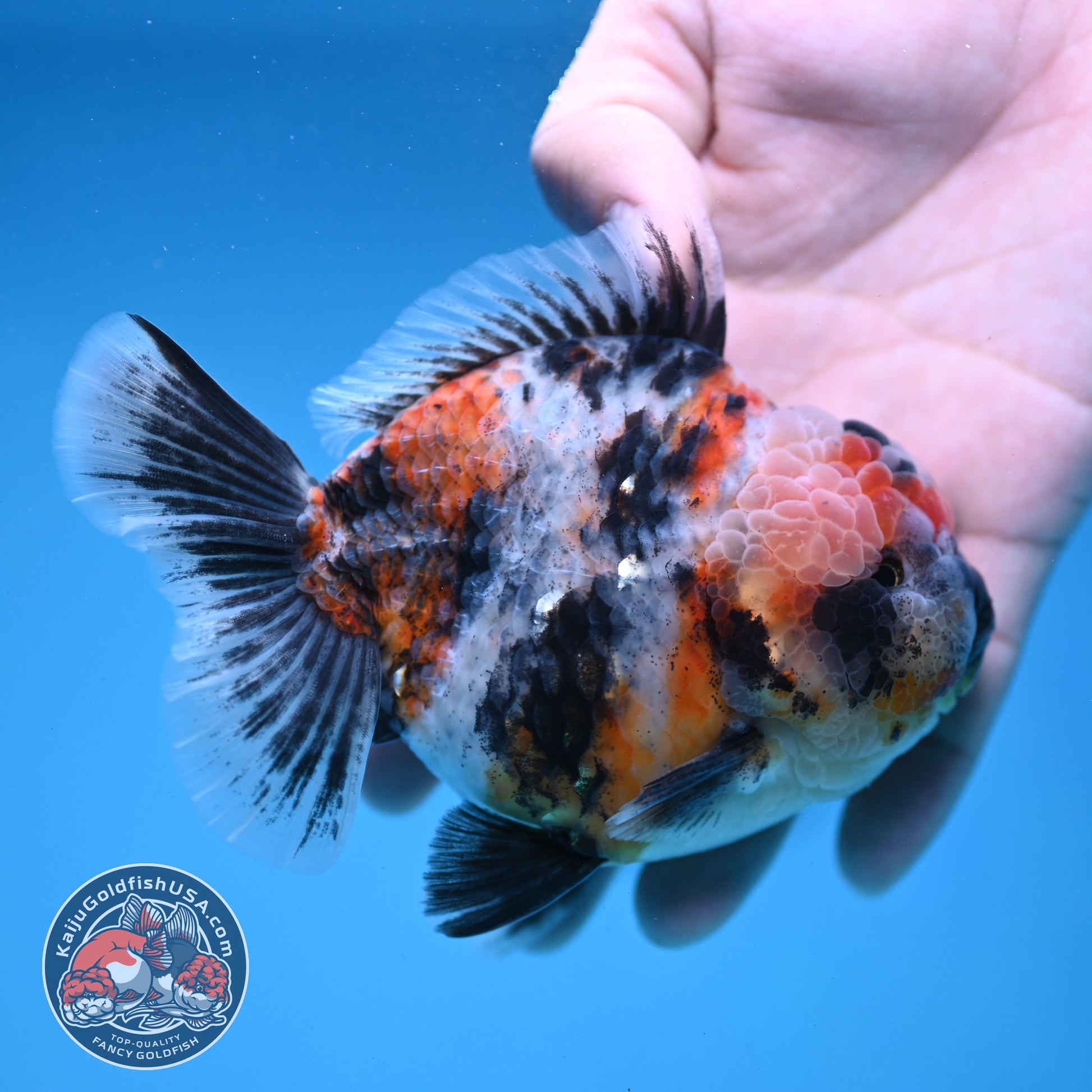 White Tiger Oranda 4 inch Body (251121_OR14)