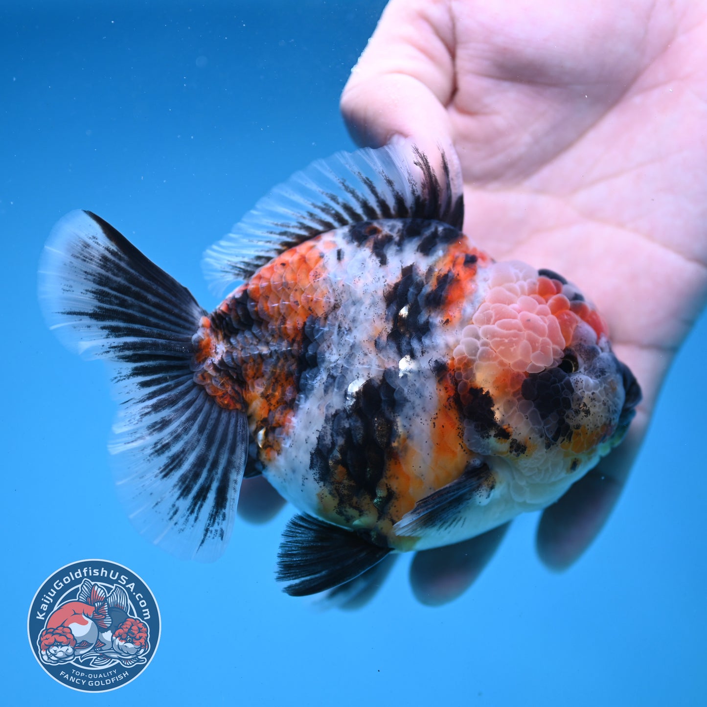 White Tiger Oranda 4 inch Body (251121_OR14)
