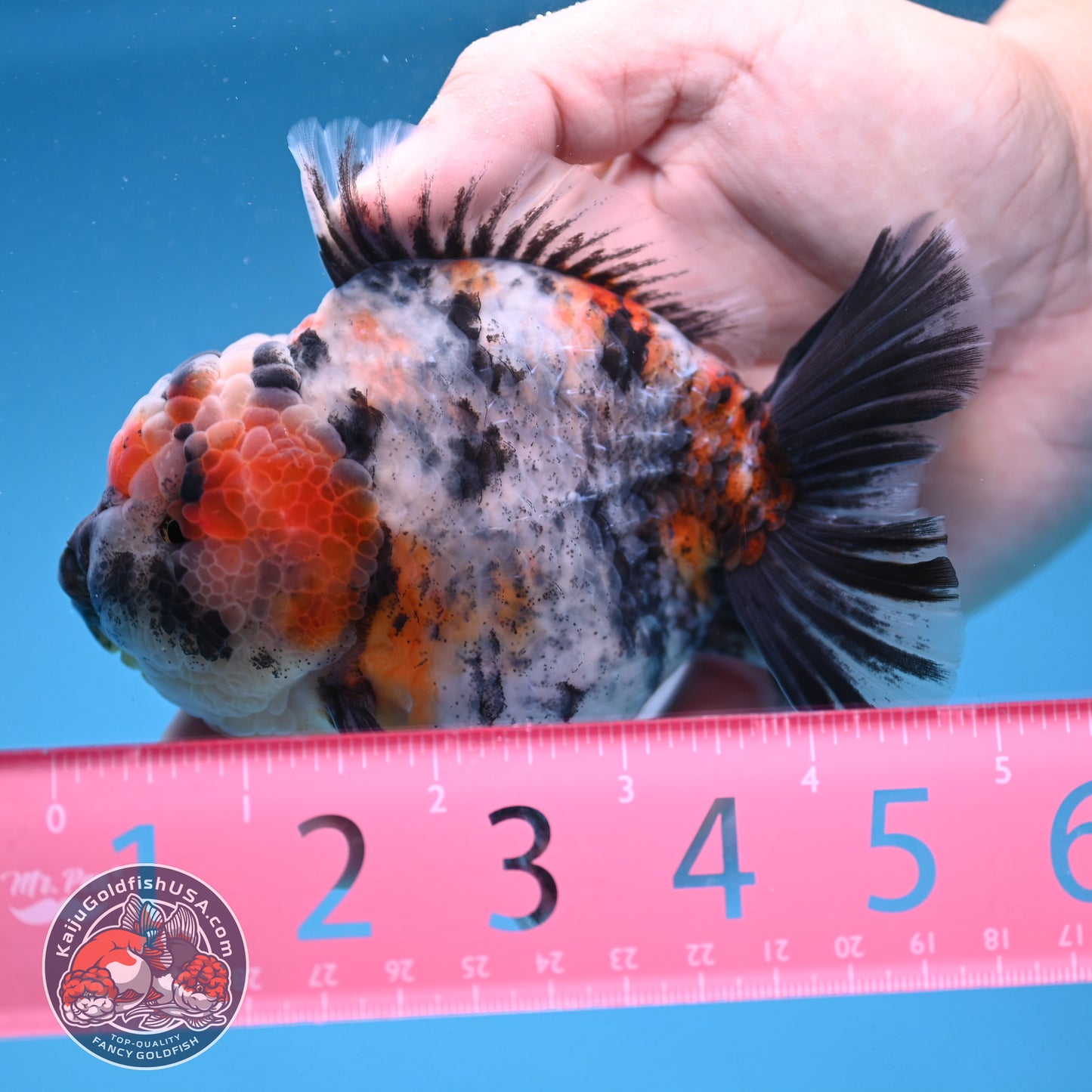 White Tiger Oranda 4 inch Body (251121_OR14)