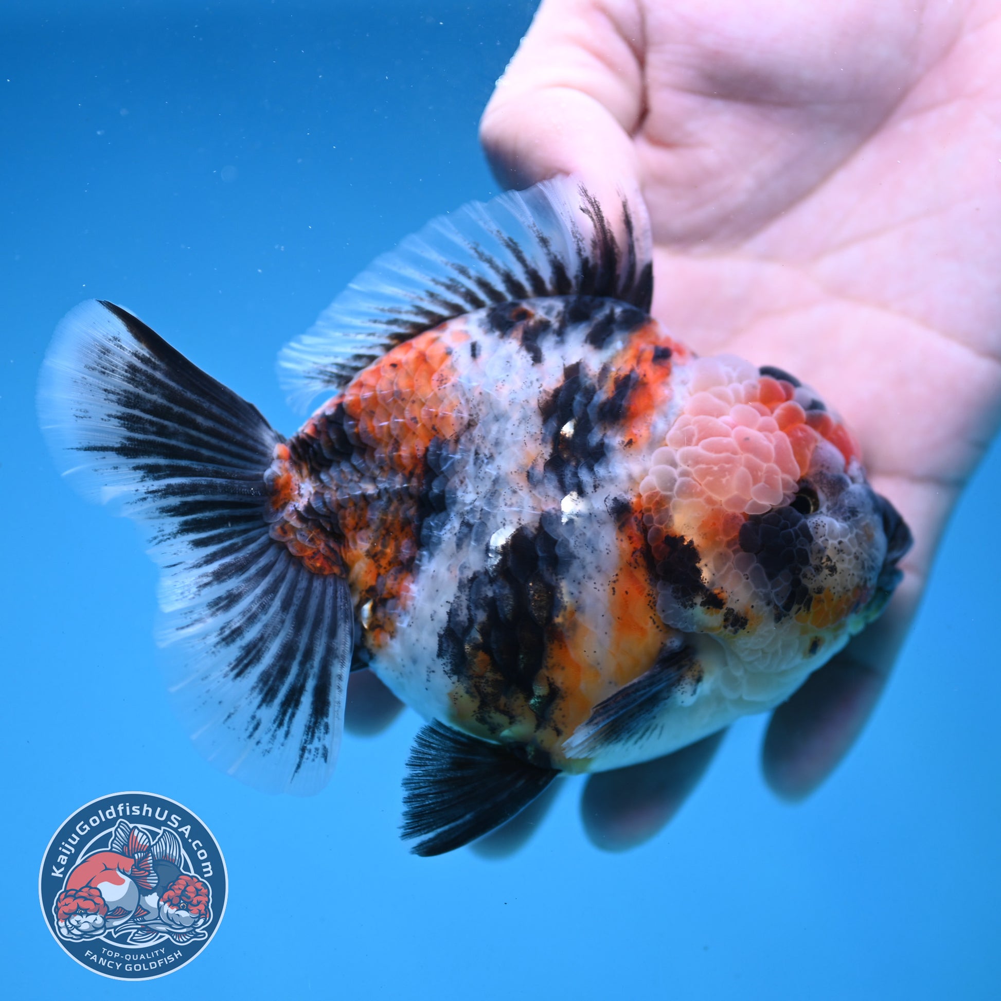 White Tiger Oranda 4 inch Body (251121_OR14)