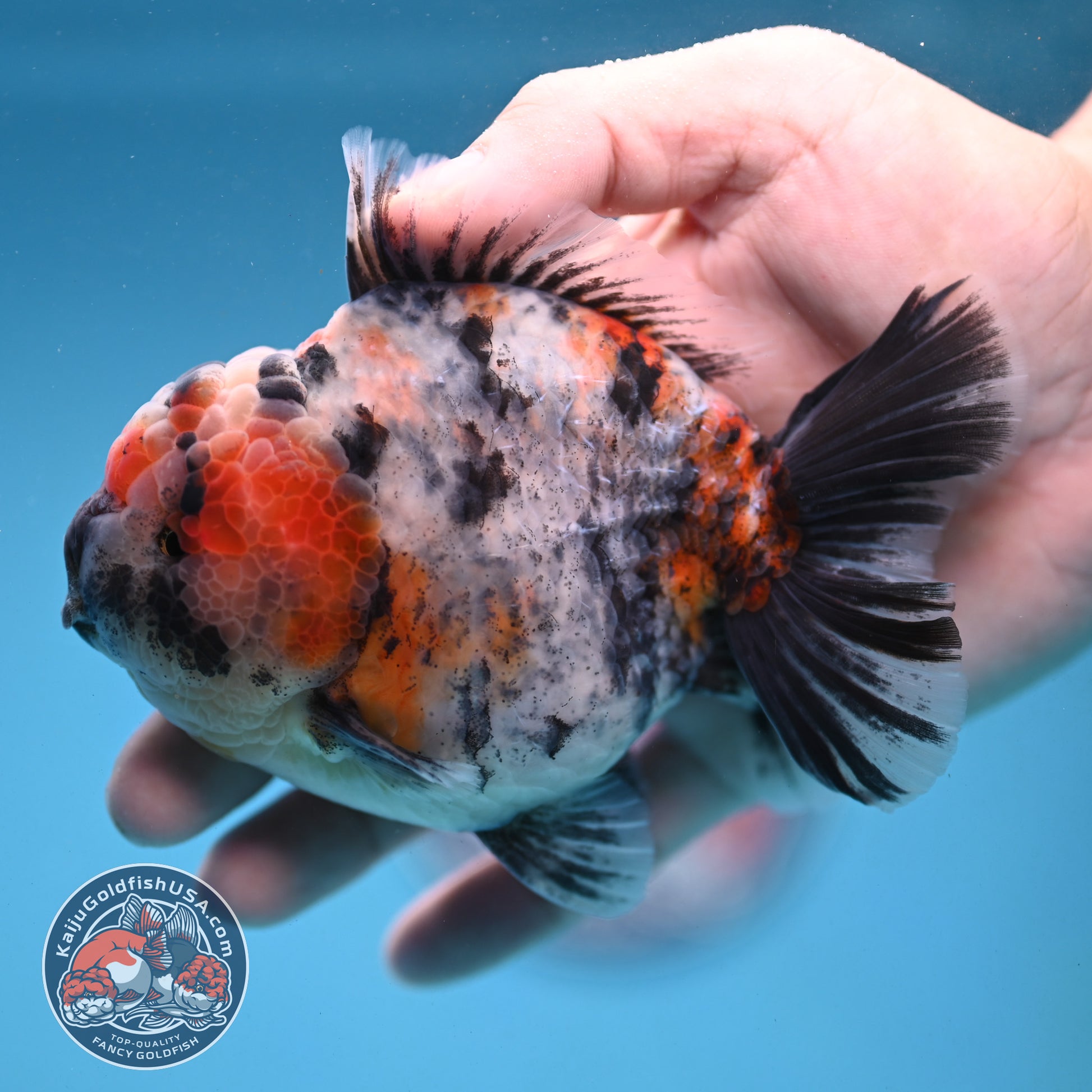 White Tiger Oranda 4 inch Body (251121_OR14)