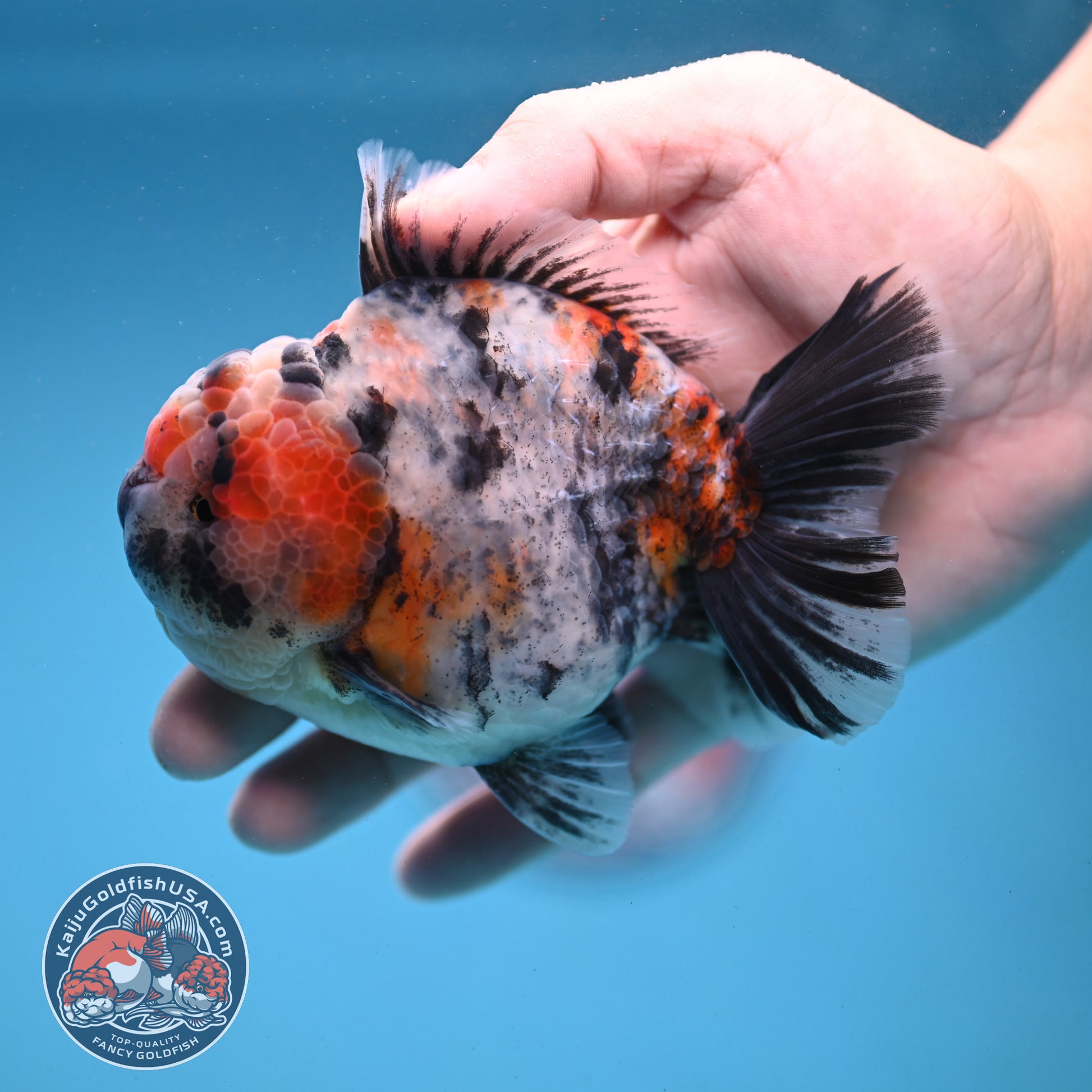 White Tiger Oranda 4 inch Body (251121_OR14)