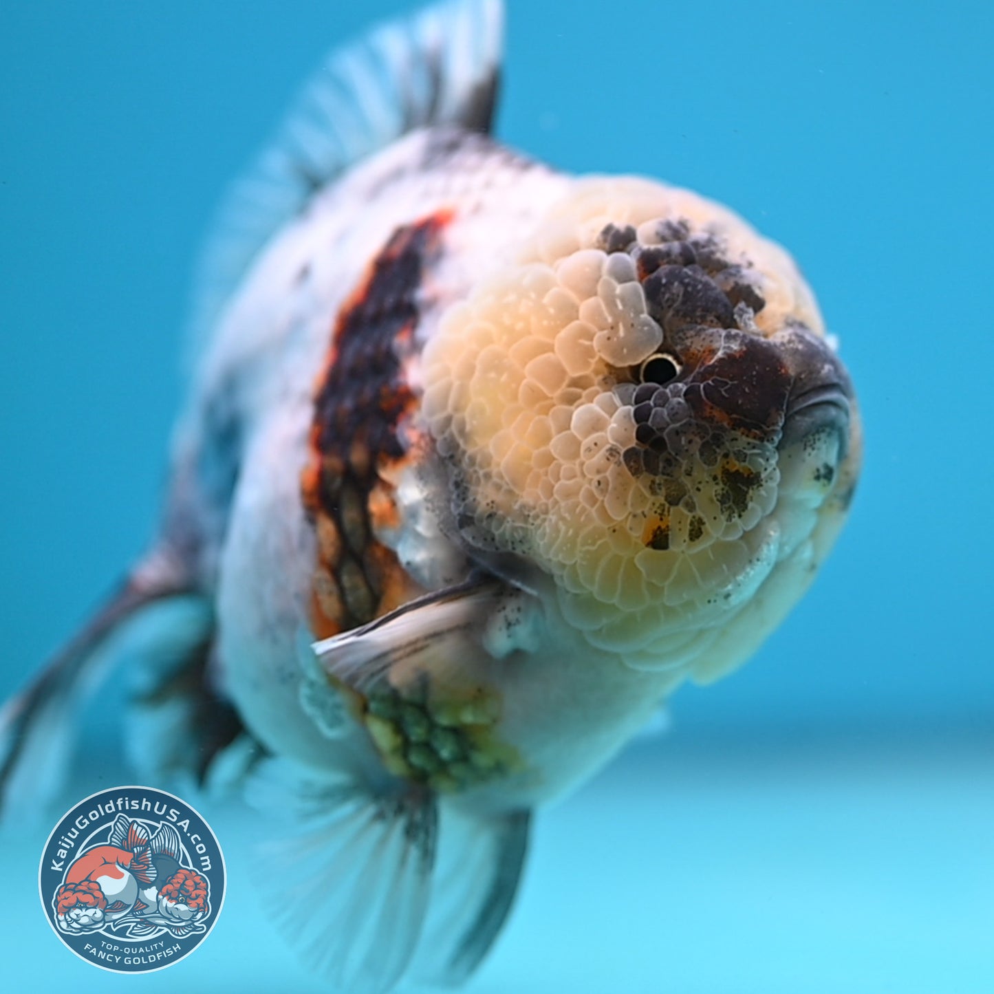 White Tiger Oranda 4 inch Body (251212_OR01)