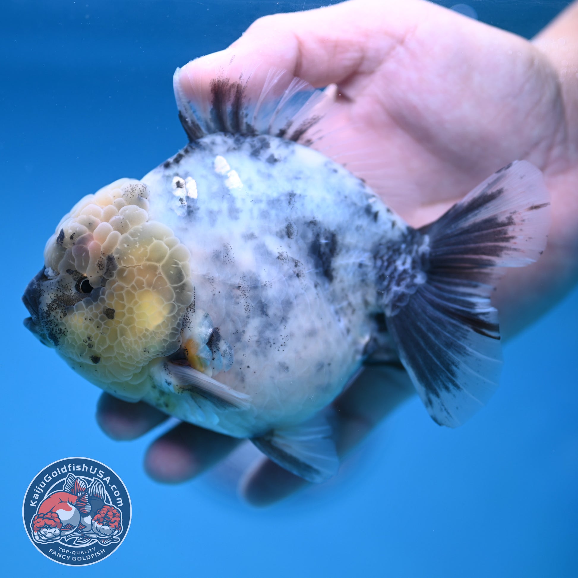 White Tiger Oranda 4 inch Body (251212_OR01)