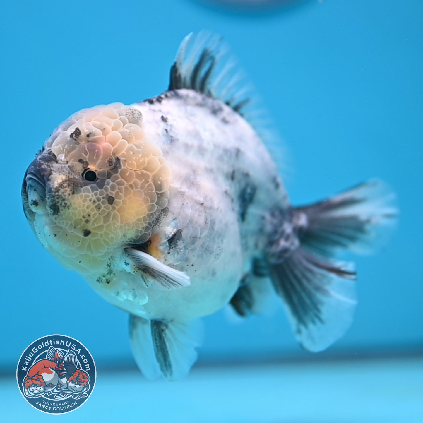 White Tiger Oranda 4 inch Body (251212_OR01)