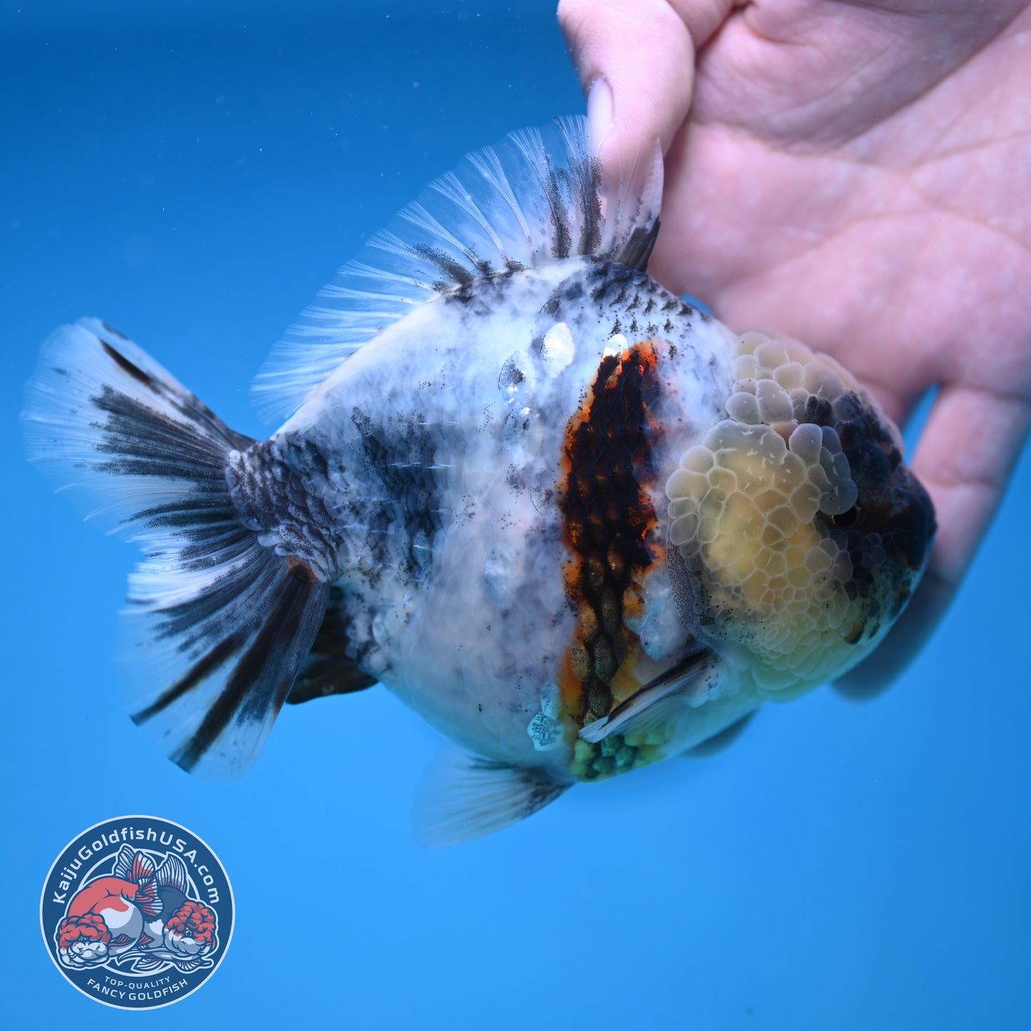 White Tiger Oranda 4 inch Body (251212_OR01)