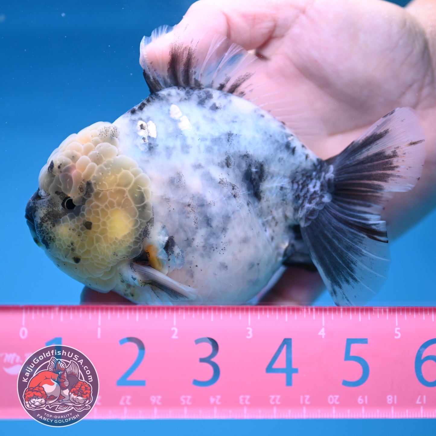 White Tiger Oranda 4 inch Body (251212_OR01)