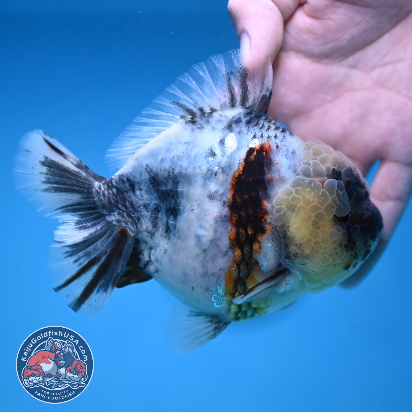 White Tiger Oranda 4 inch Body (251212_OR01)