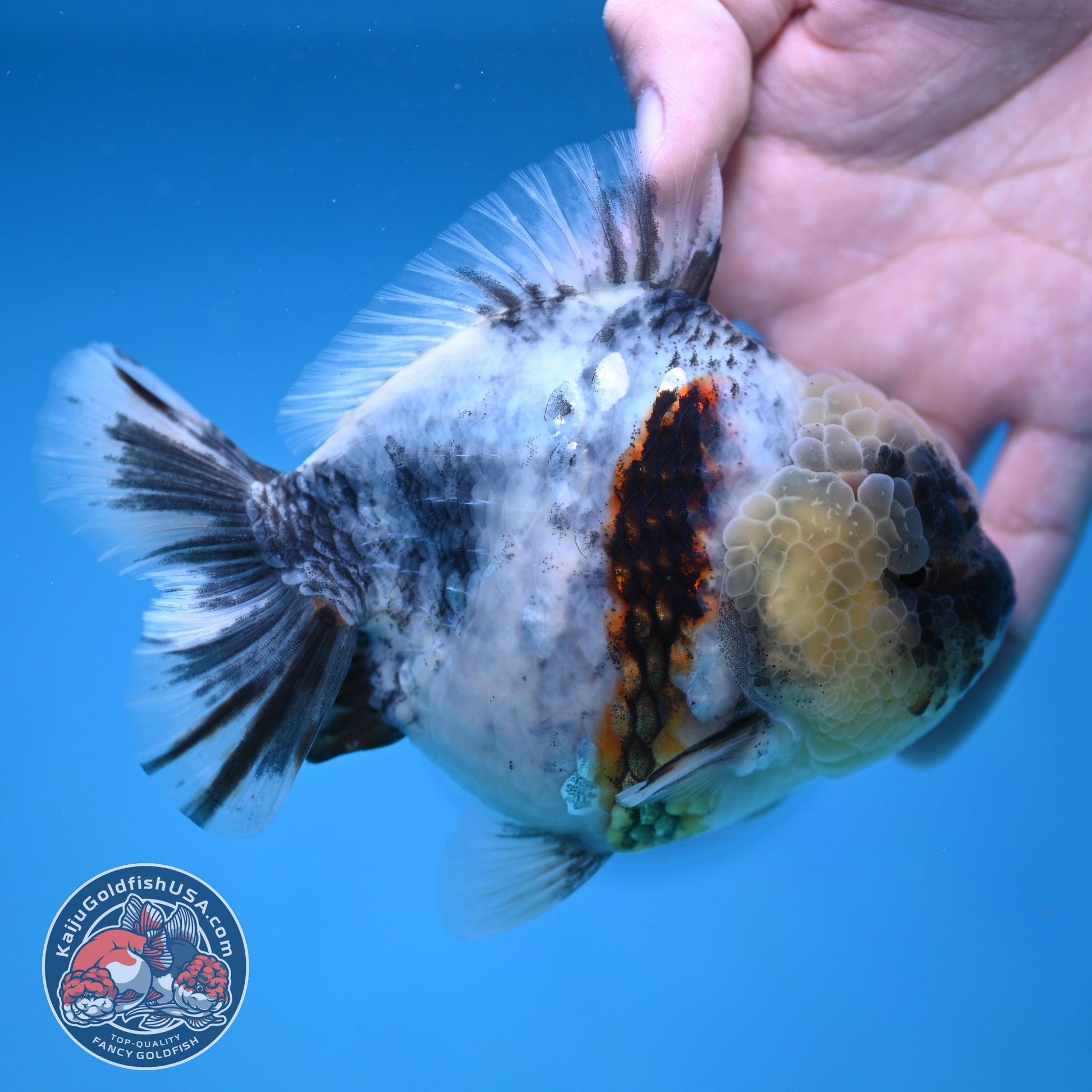 White Tiger Oranda 4 inch Body (251212_OR01)