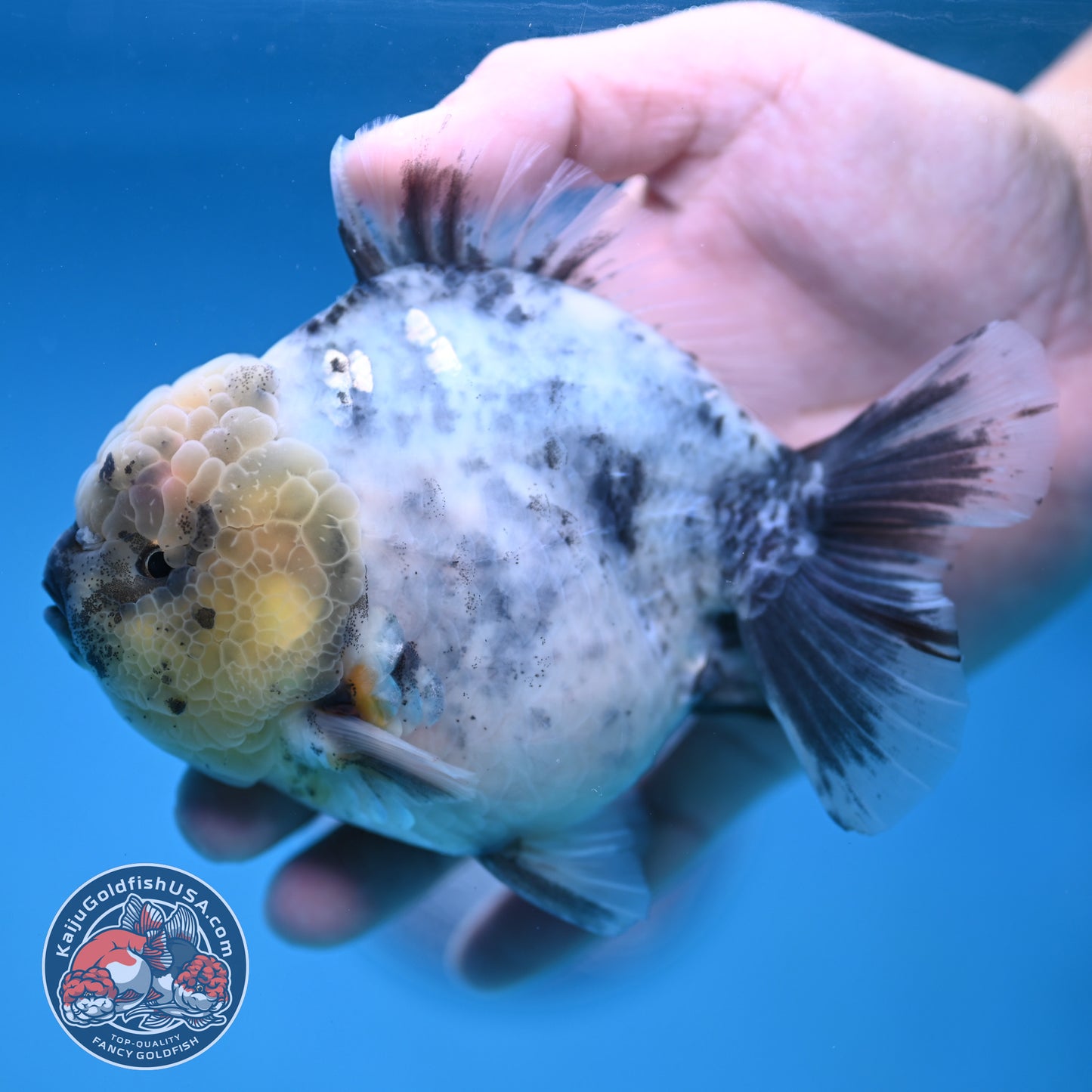 White Tiger Oranda 4 inch Body (251212_OR01)