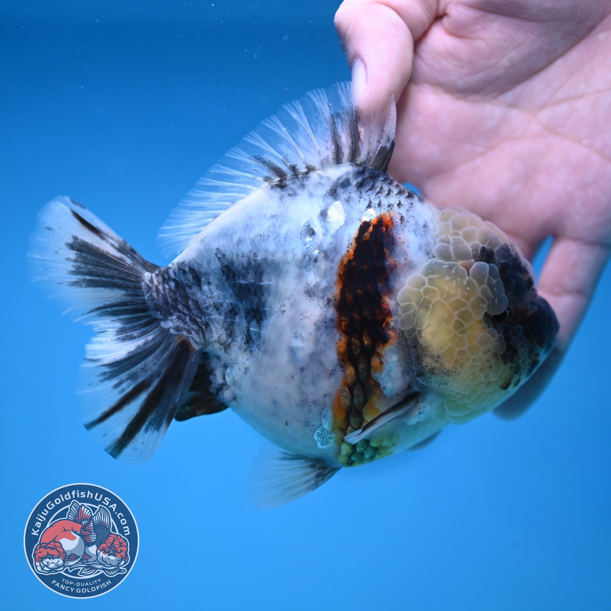 White Tiger Oranda 4 inch Body (251212_OR01)