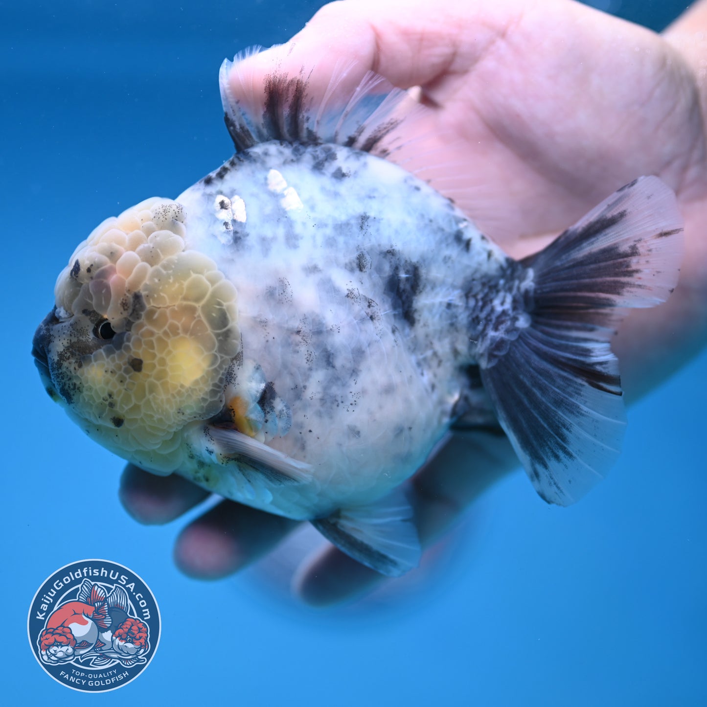 White Tiger Oranda 4 inch Body (251212_OR01)