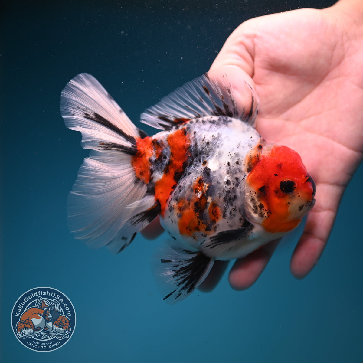 White Tiger Oranda 4 inch Body (260925_OR02)