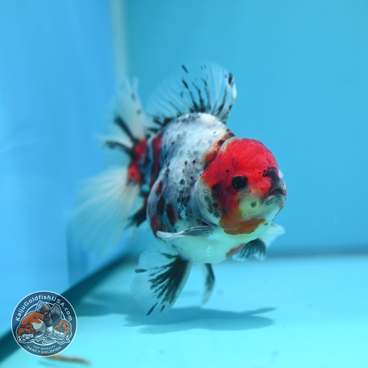 White Tiger Oranda 4 inch Body (260925_OR02)