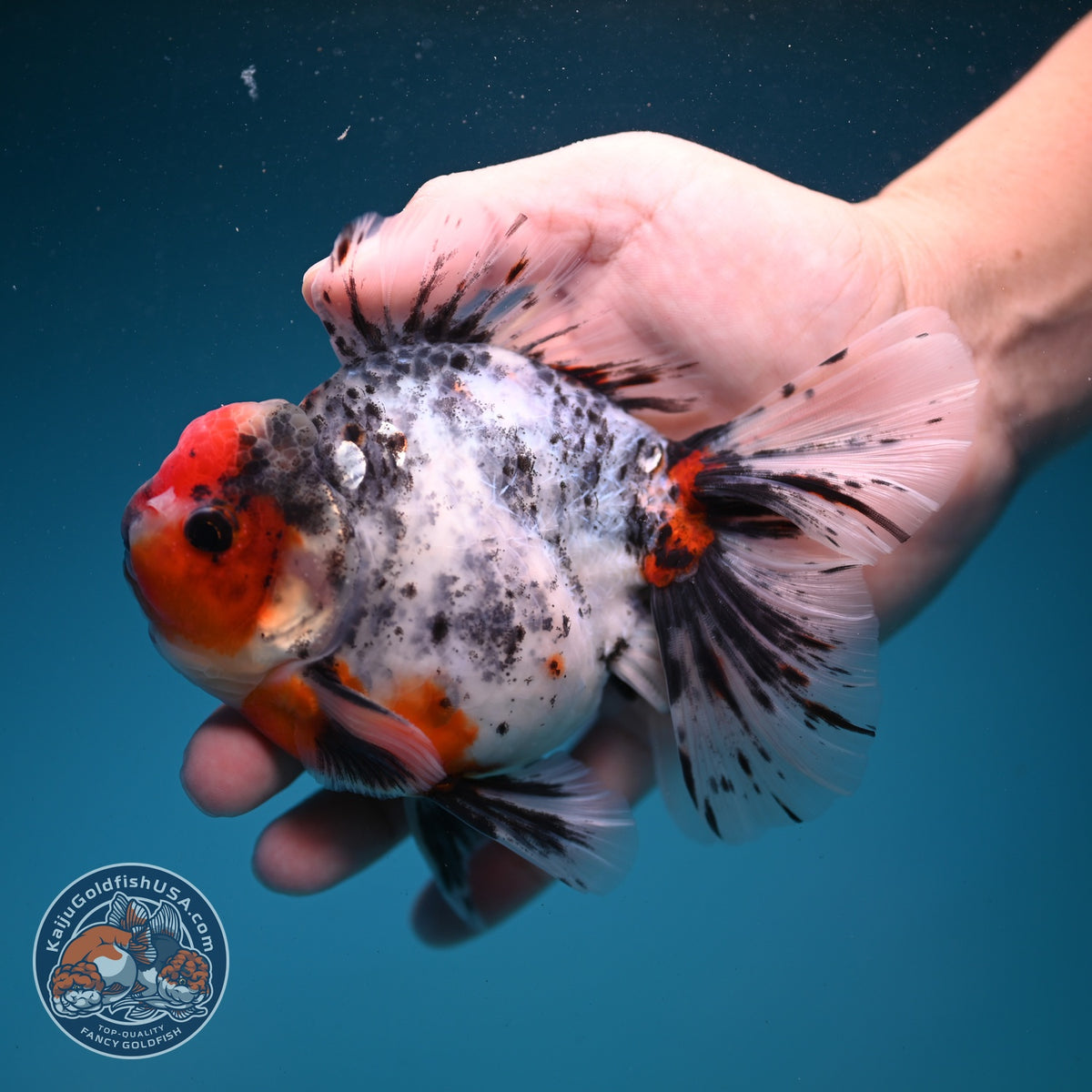 White Tiger Oranda 4 inch Body (260925_OR02)