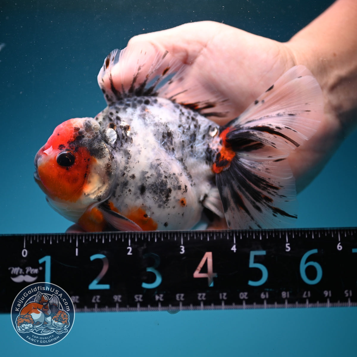 White Tiger Oranda 4 inch Body (260925_OR02)