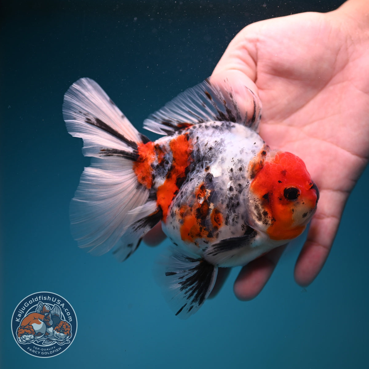 White Tiger Oranda 4 inch Body (260925_OR02)