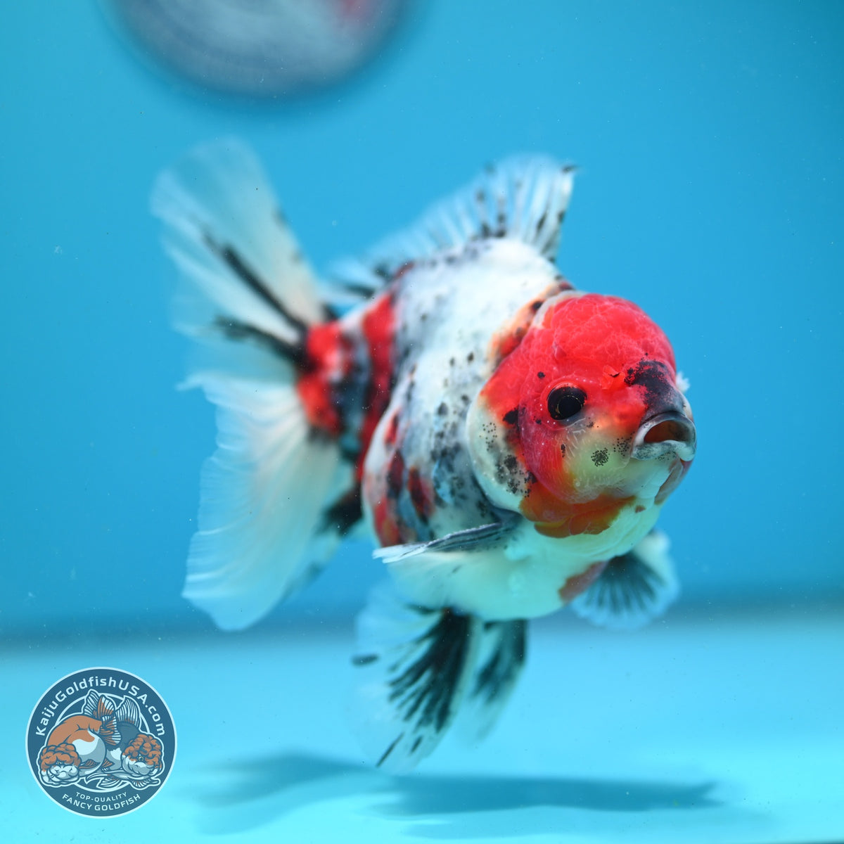 White Tiger Oranda 4 inch Body (260925_OR02)