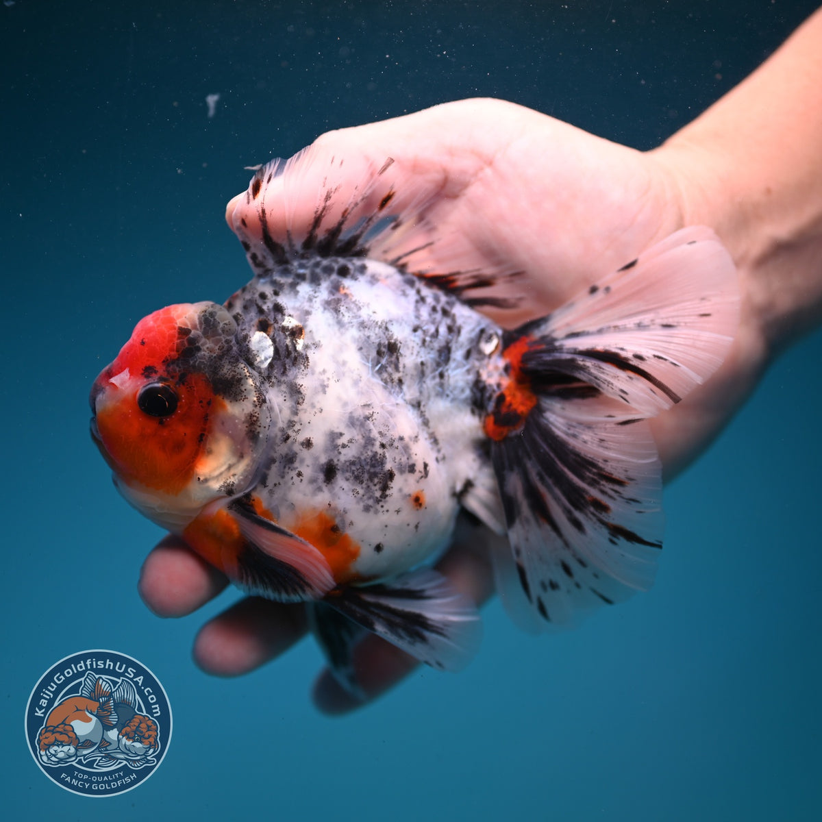 White Tiger Oranda 4 inch Body (260925_OR02)