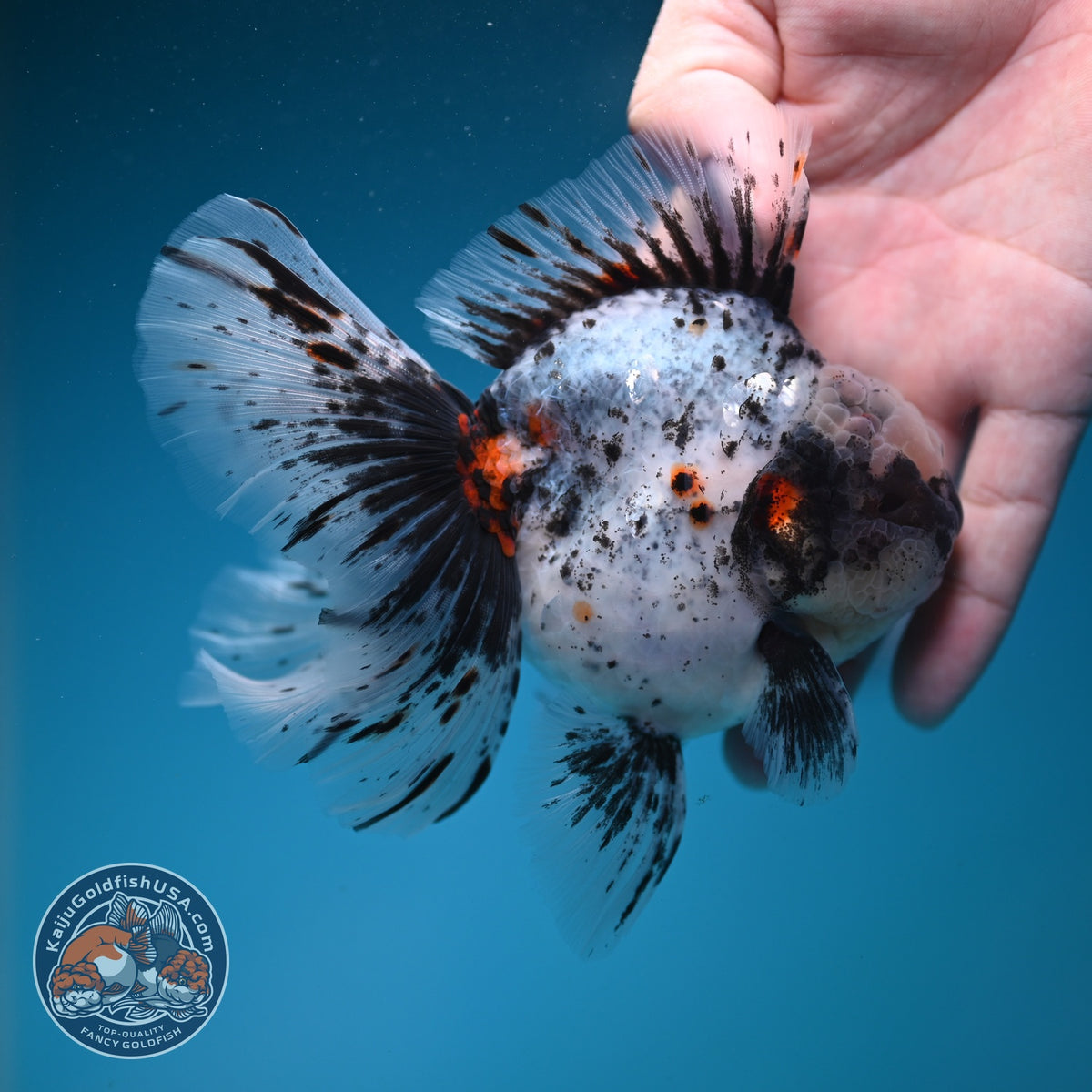 White Tiger Oranda 4 inch Body (260925_OR12)
