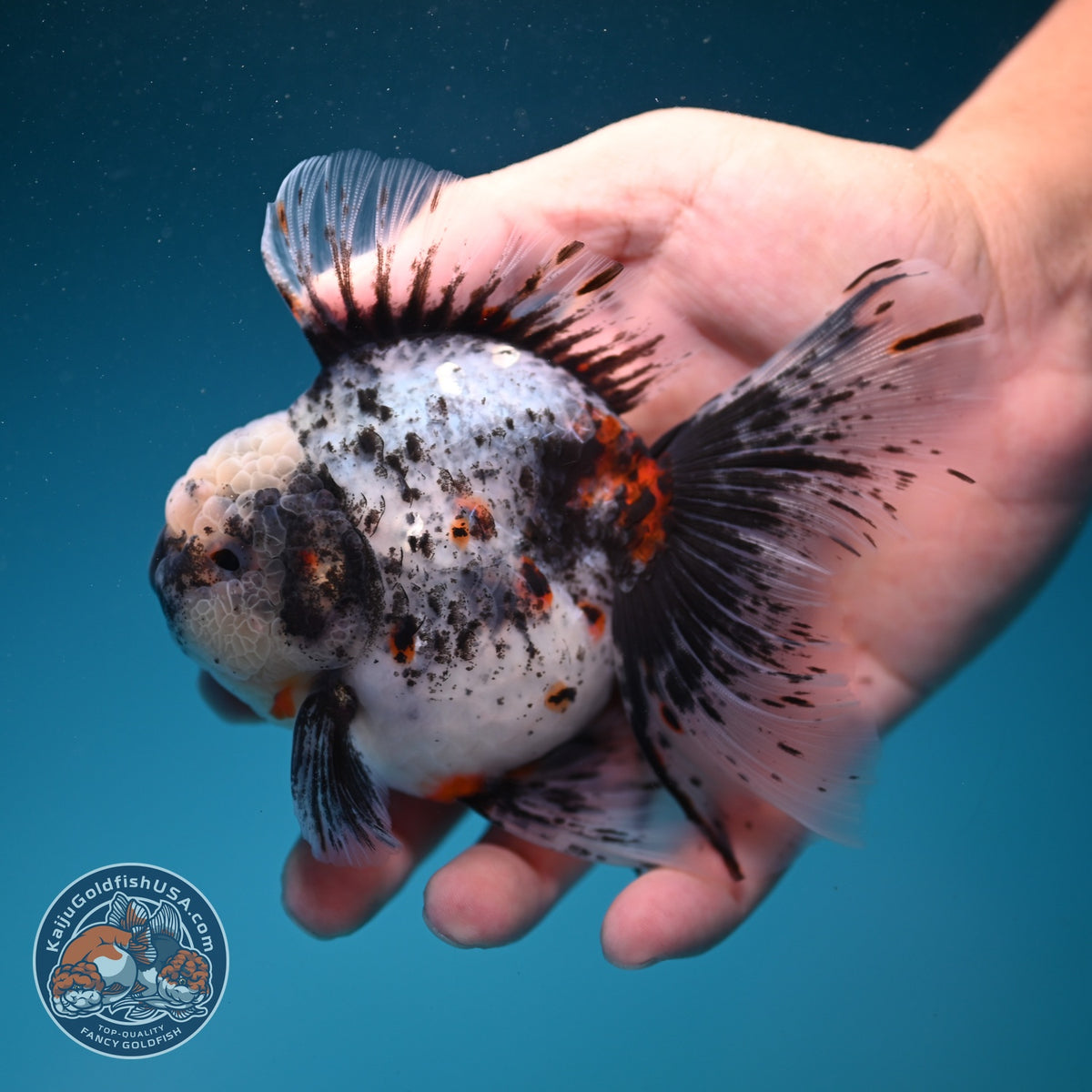 White Tiger Oranda 4 inch Body (260925_OR12)