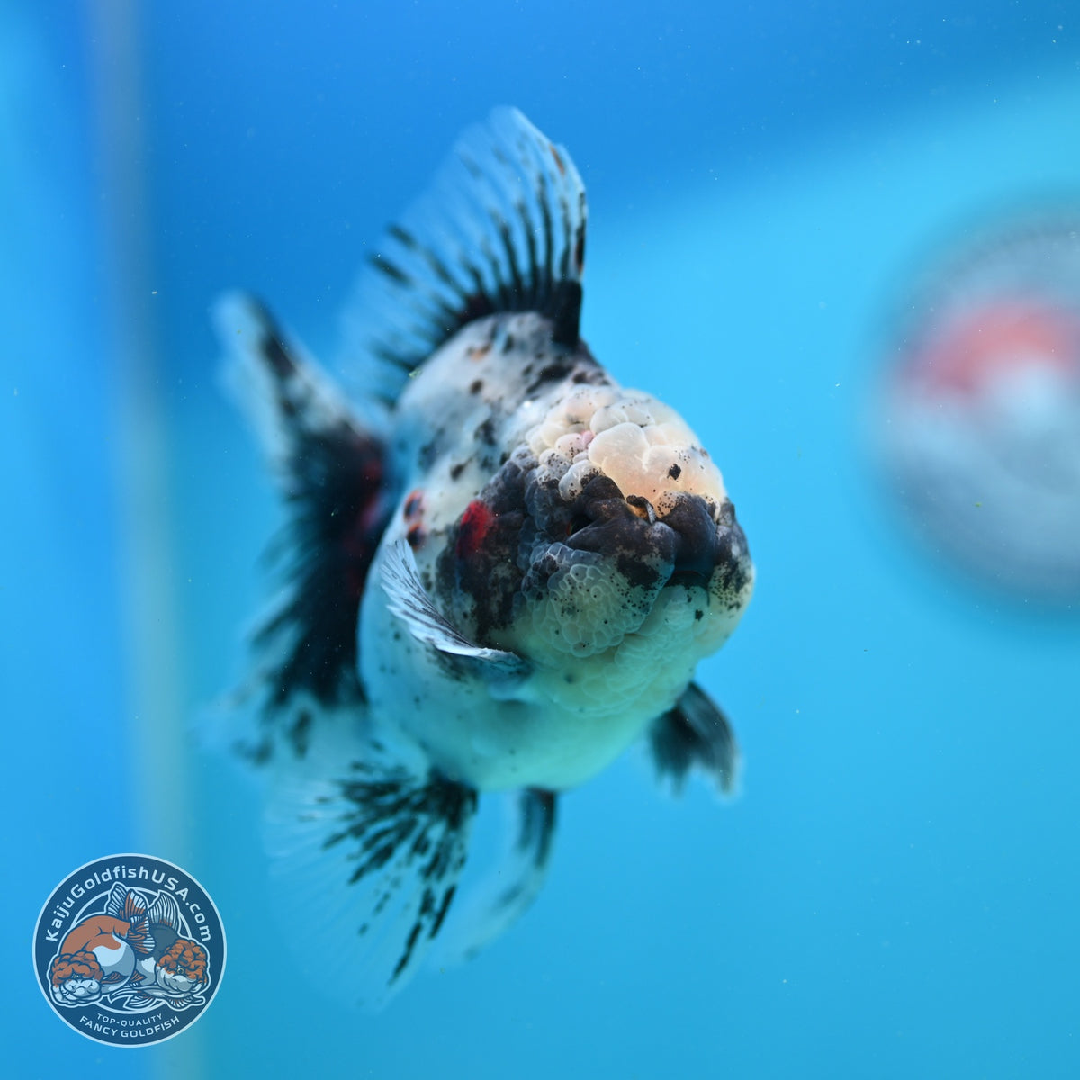 White Tiger Oranda 4 inch Body (260925_OR12)