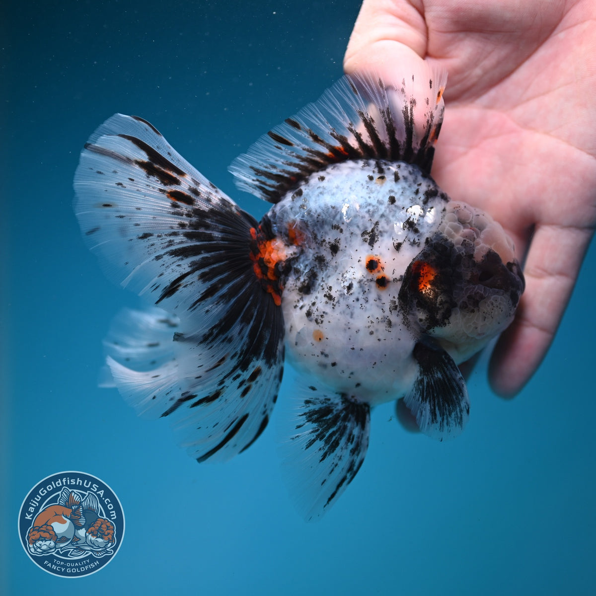 White Tiger Oranda 4 inch Body (260925_OR12)