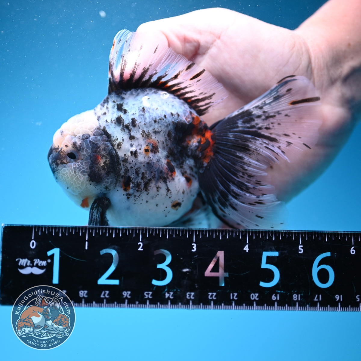 White Tiger Oranda 4 inch Body (260925_OR12)