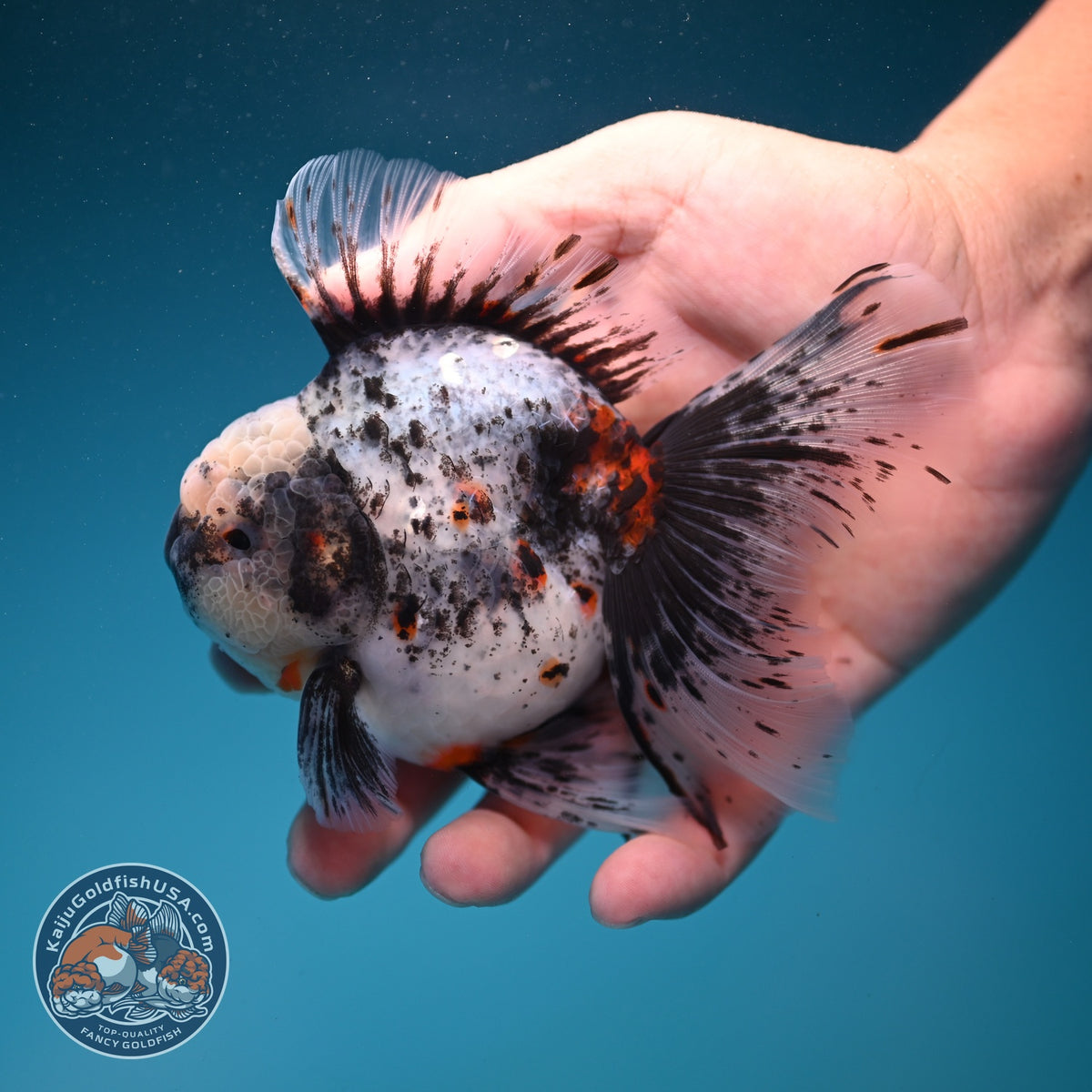White Tiger Oranda 4 inch Body (260925_OR12)
