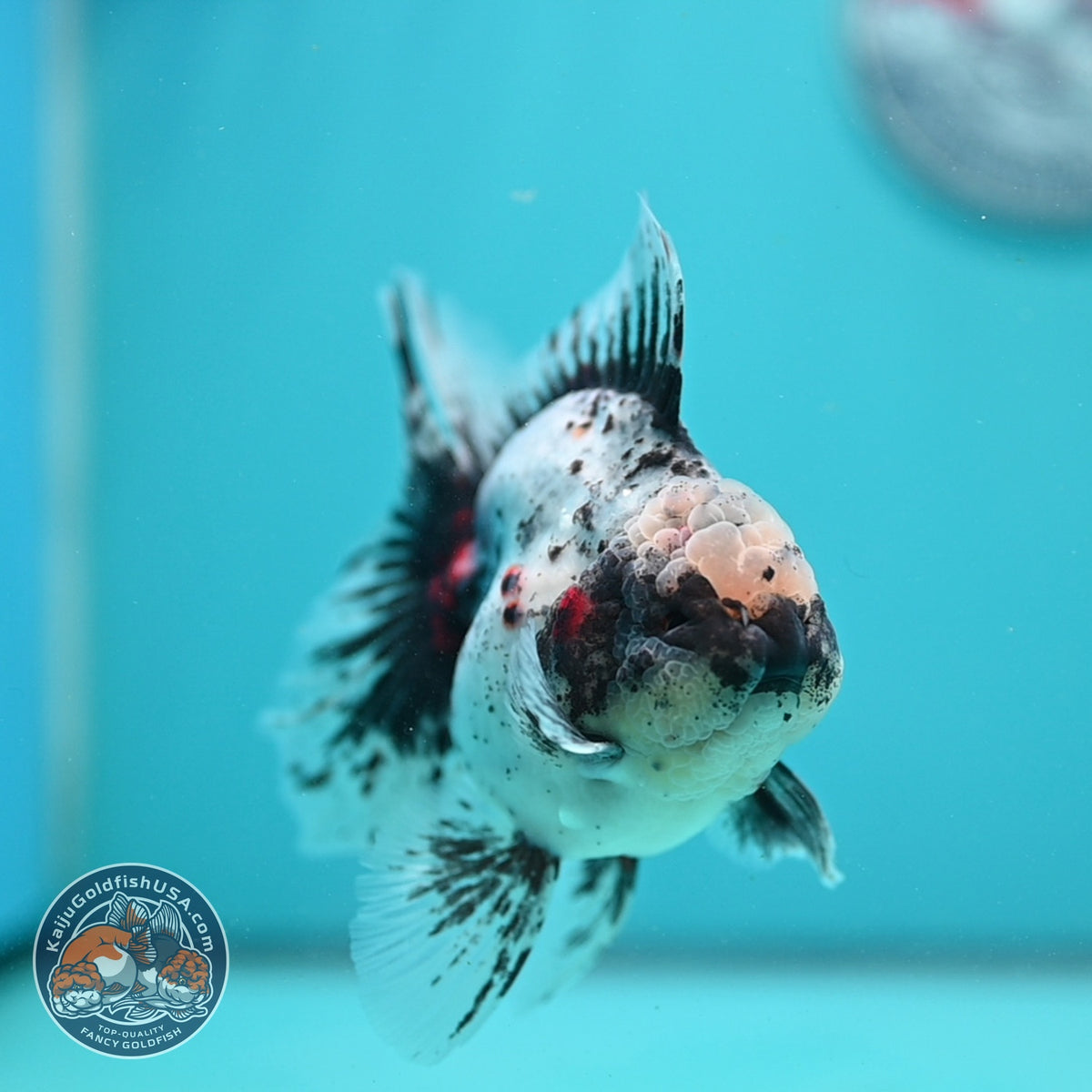 White Tiger Oranda 4 inch Body (260925_OR12)