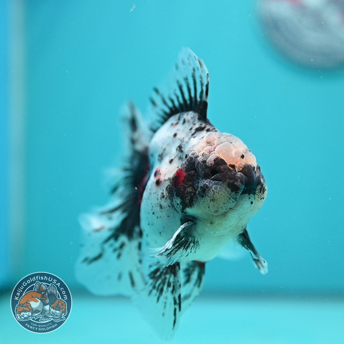 White Tiger Oranda 4 inch Body (260925_OR12)