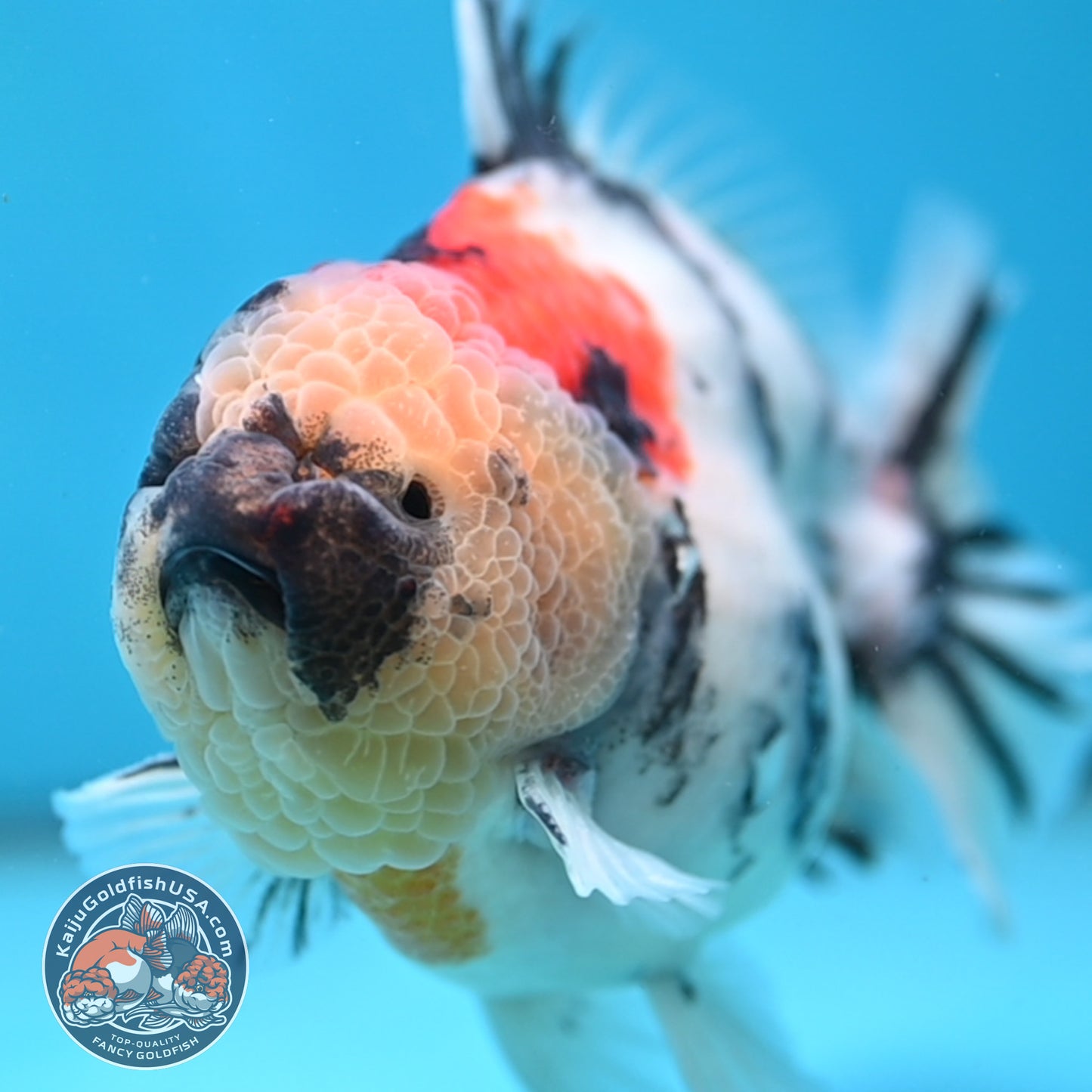 White Tiger Oranda 4.25 inch Body (251017_OR05)
