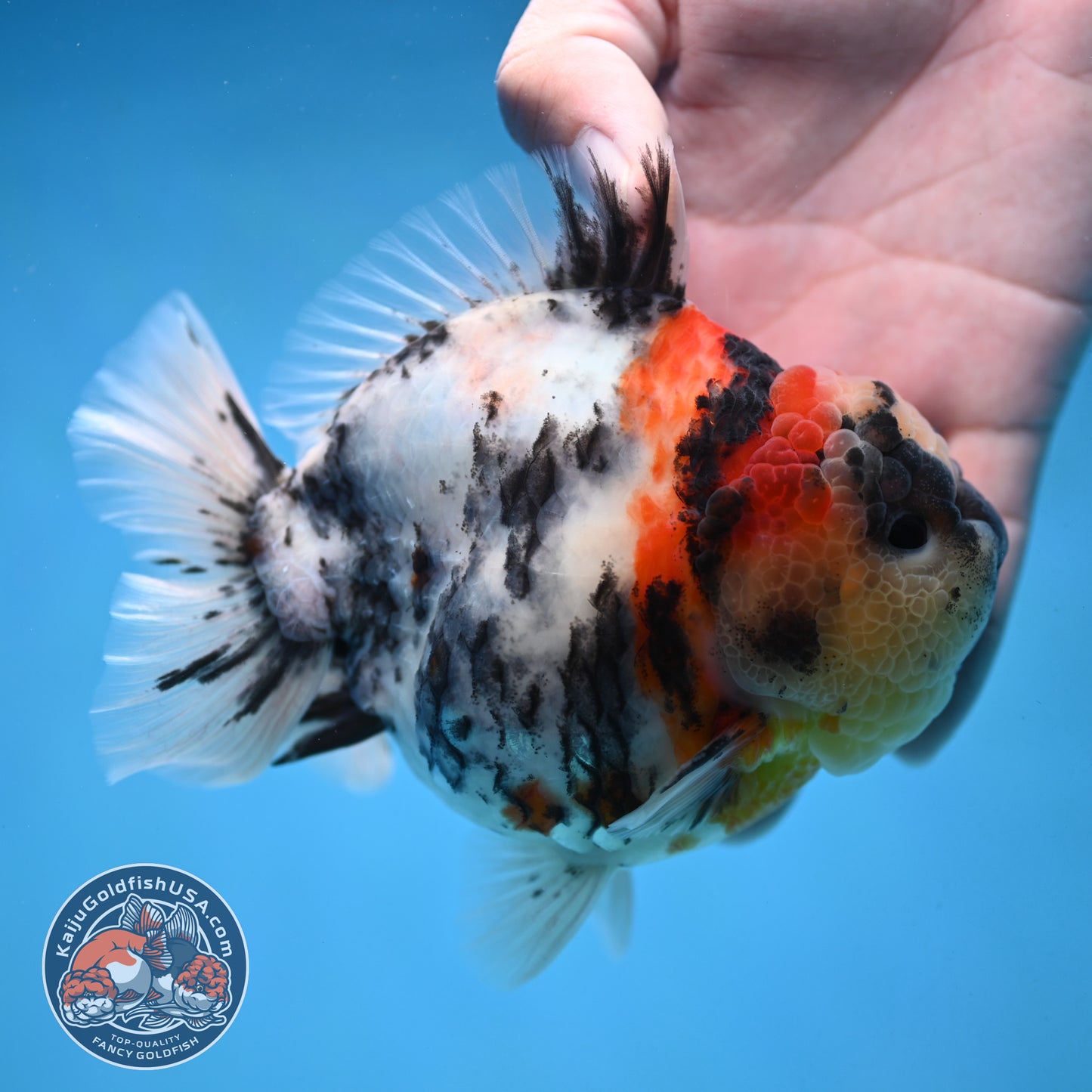 White Tiger Oranda 4.25 inch Body (251017_OR05)