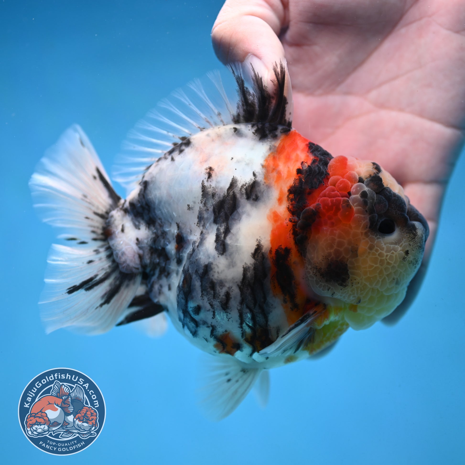 White Tiger Oranda 4.25 inch Body (251017_OR05)