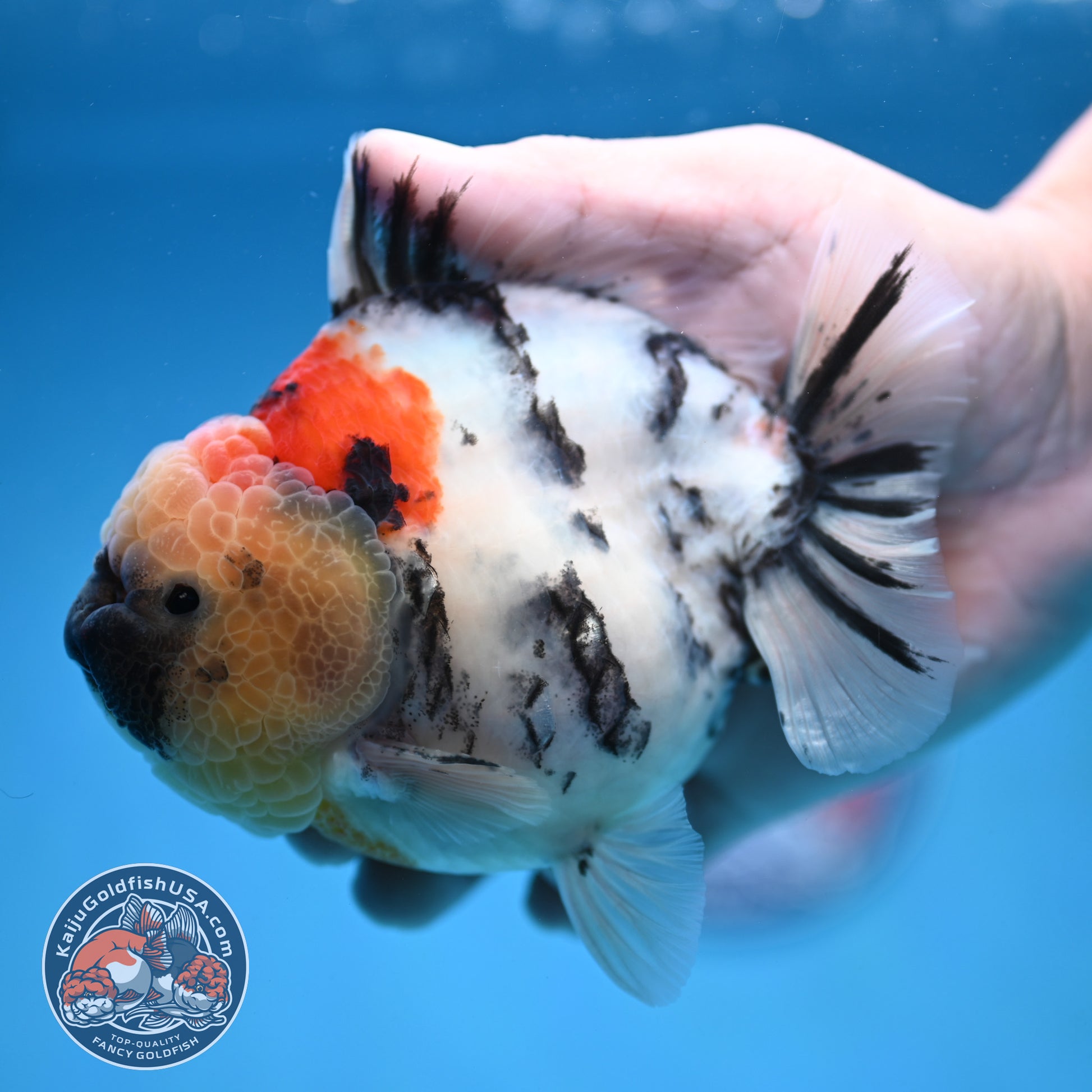 White Tiger Oranda 4.25 inch Body (251017_OR05)