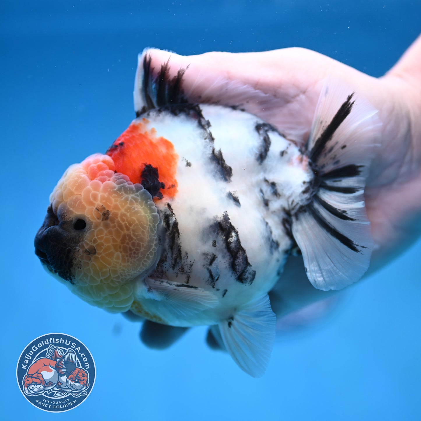 White Tiger Oranda 4.25 inch Body (251017_OR05)