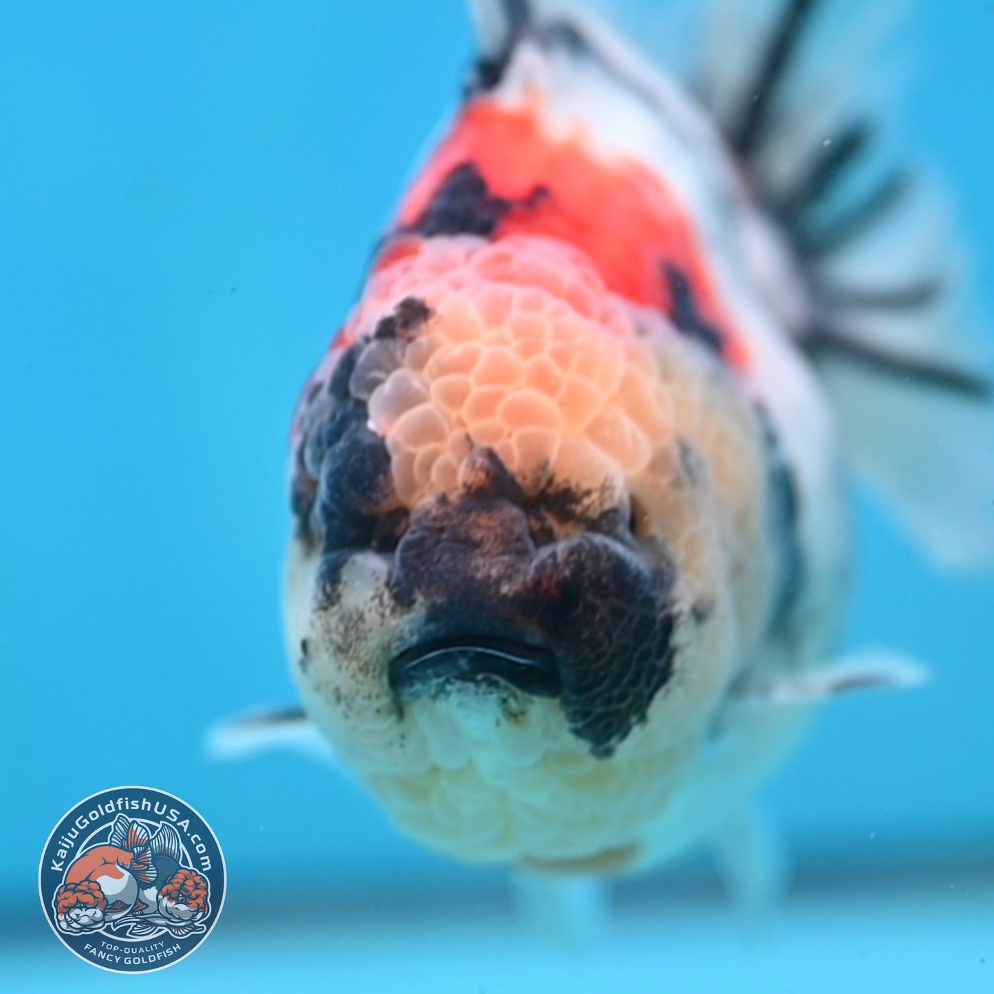 White Tiger Oranda 4.25 inch Body (251017_OR05)