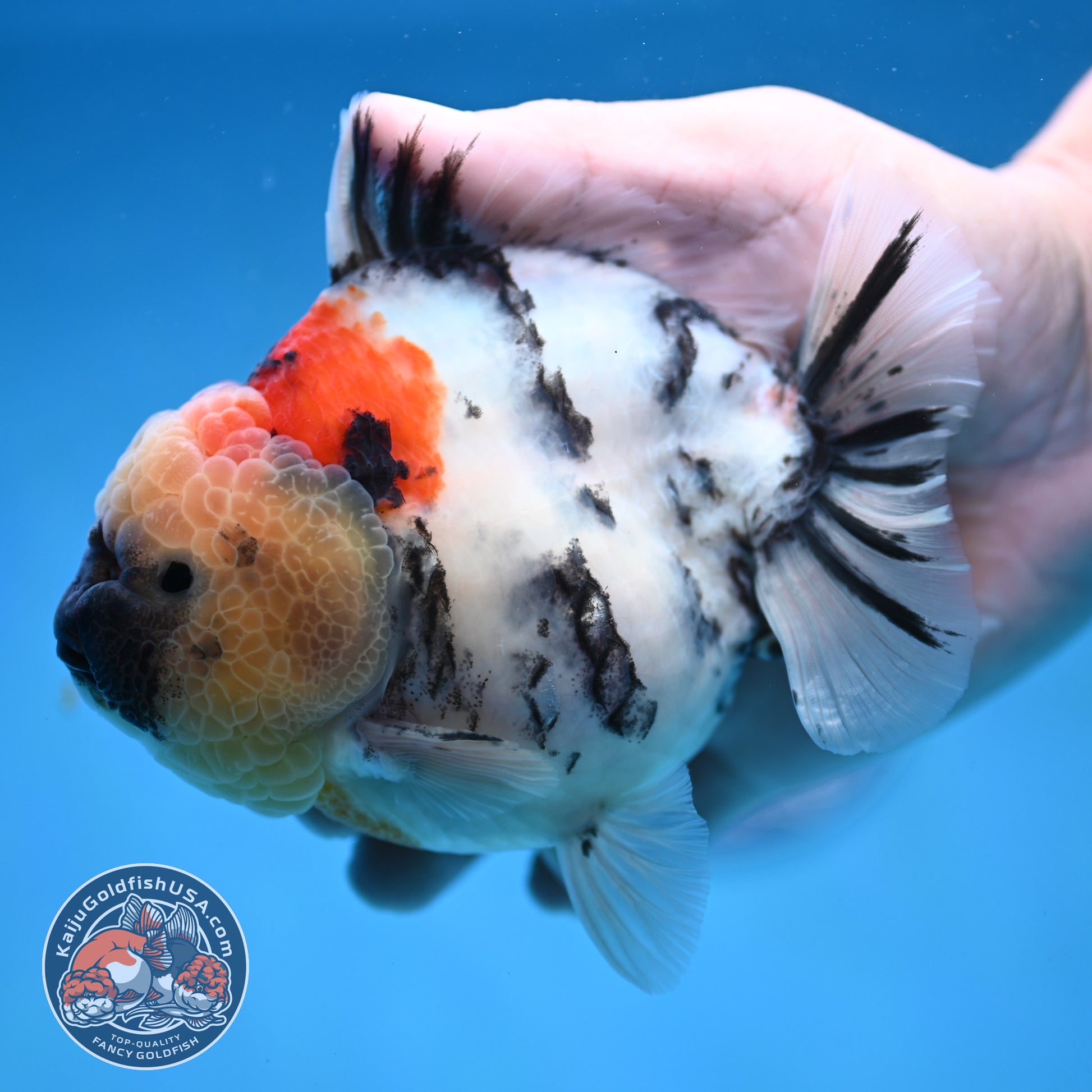 White Tiger Oranda 4.25 inch Body (251017_OR05)