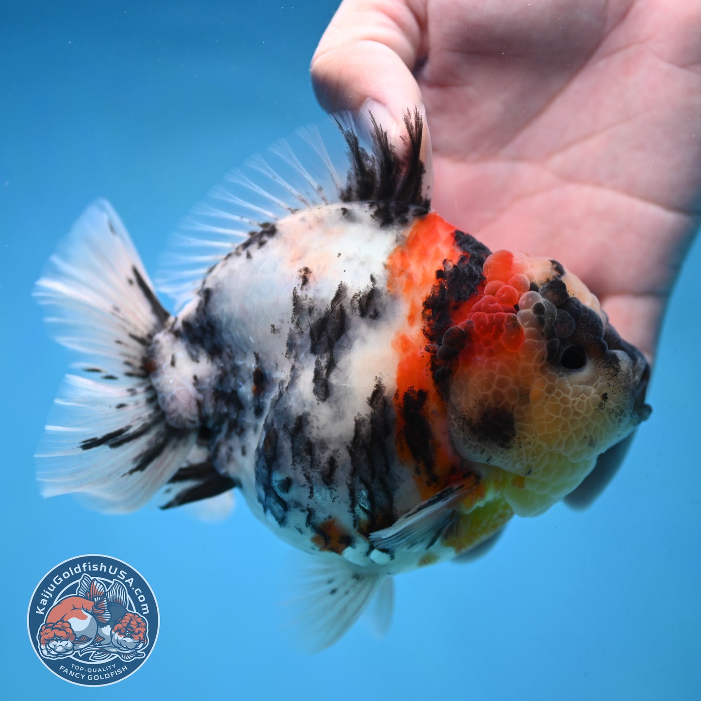 White Tiger Oranda 4.25 inch Body (251017_OR05)