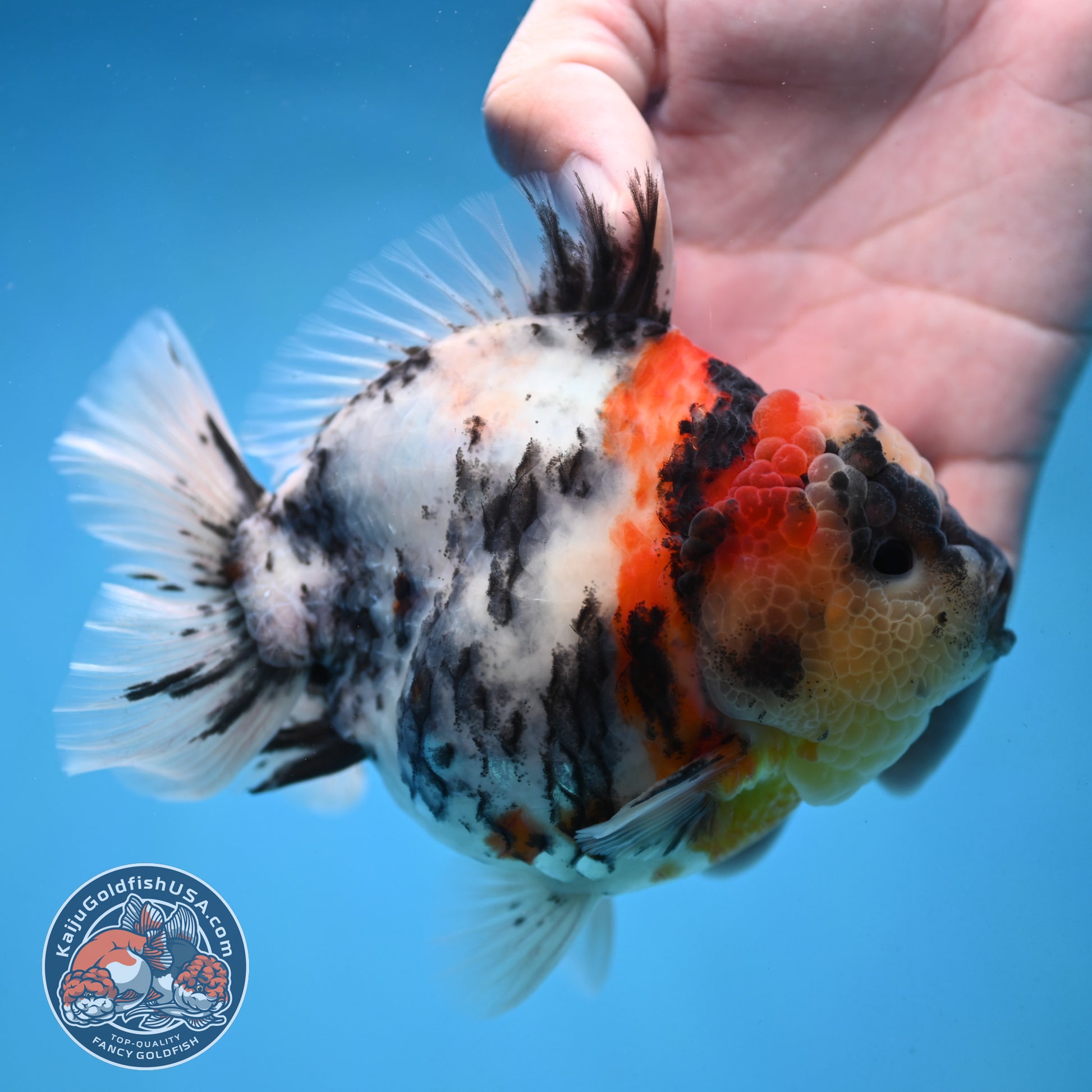 White Tiger Oranda 4.25 inch Body (251017_OR05)