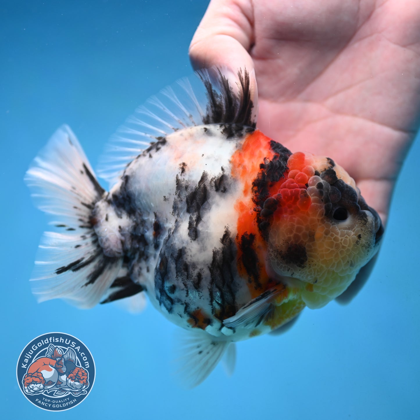 White Tiger Oranda 4.25 inch Body (251017_OR05)