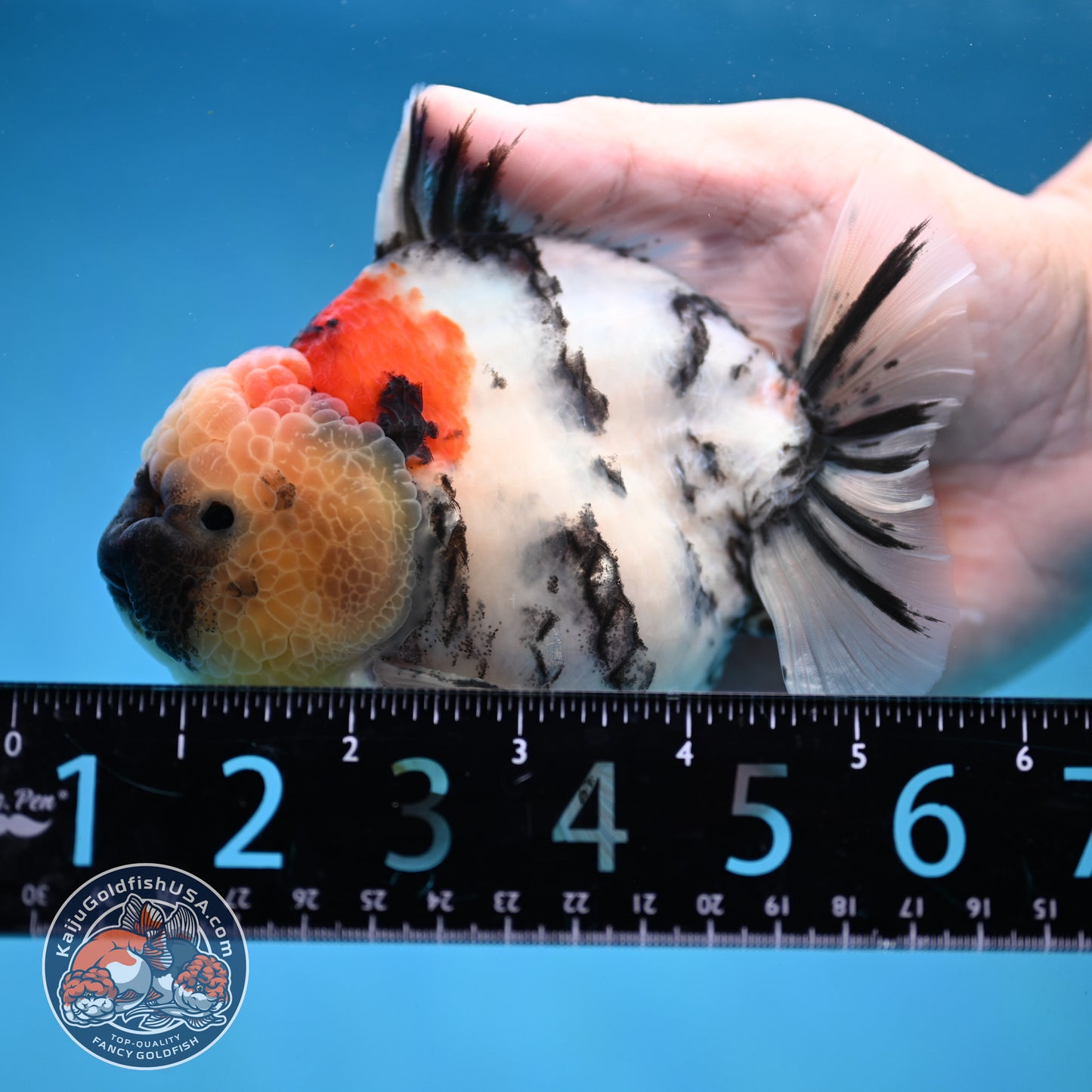 White Tiger Oranda 4.25 inch Body (251017_OR05)