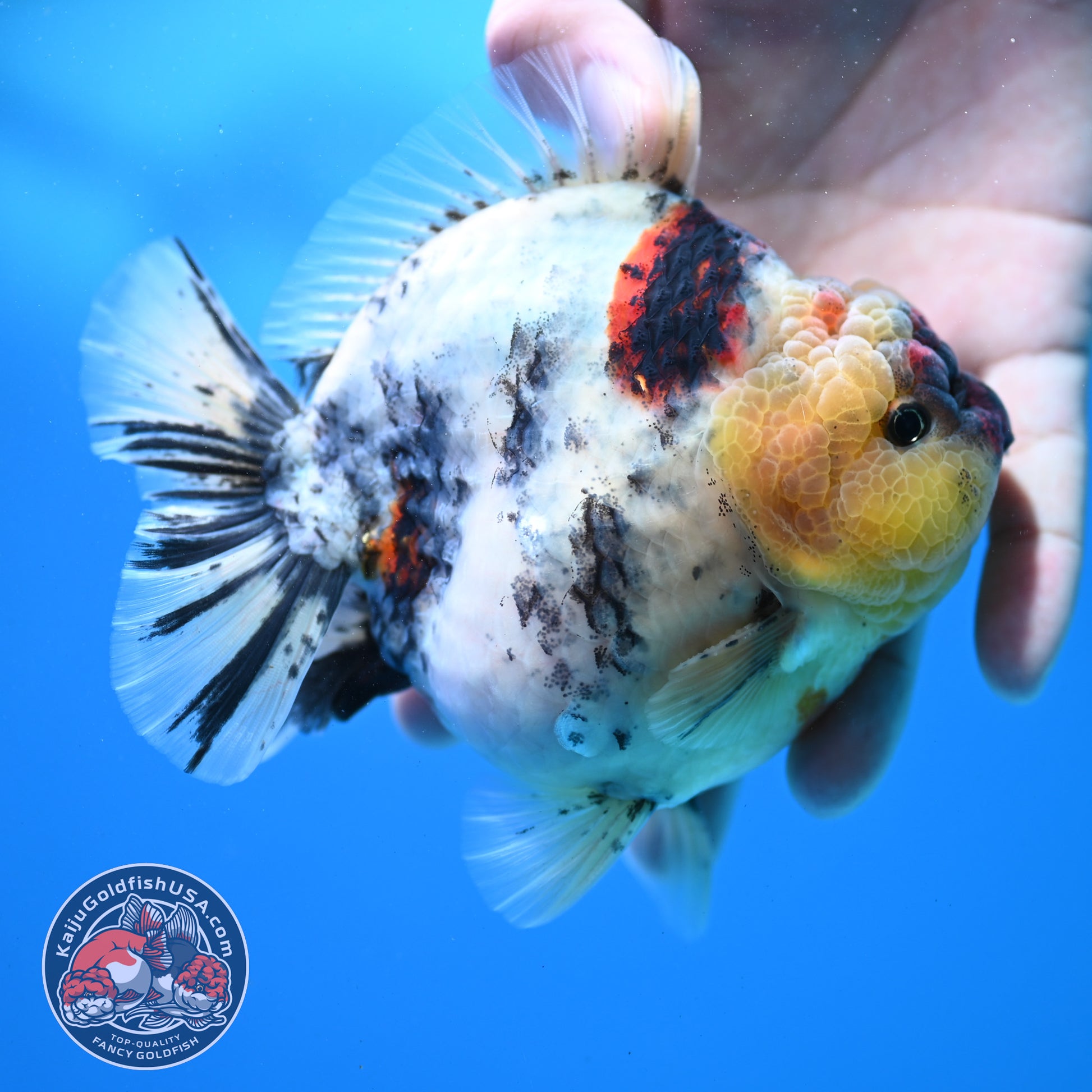 White Tiger Oranda 4.5 inch Body (260313_OR11)