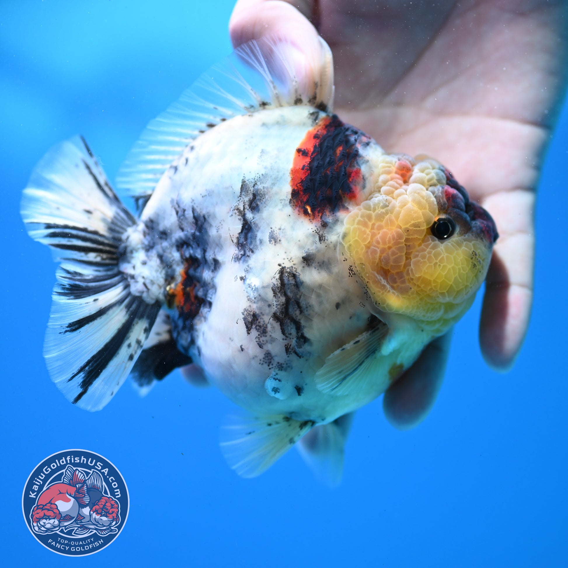 White Tiger Oranda 4.5 inch Body (260313_OR11)