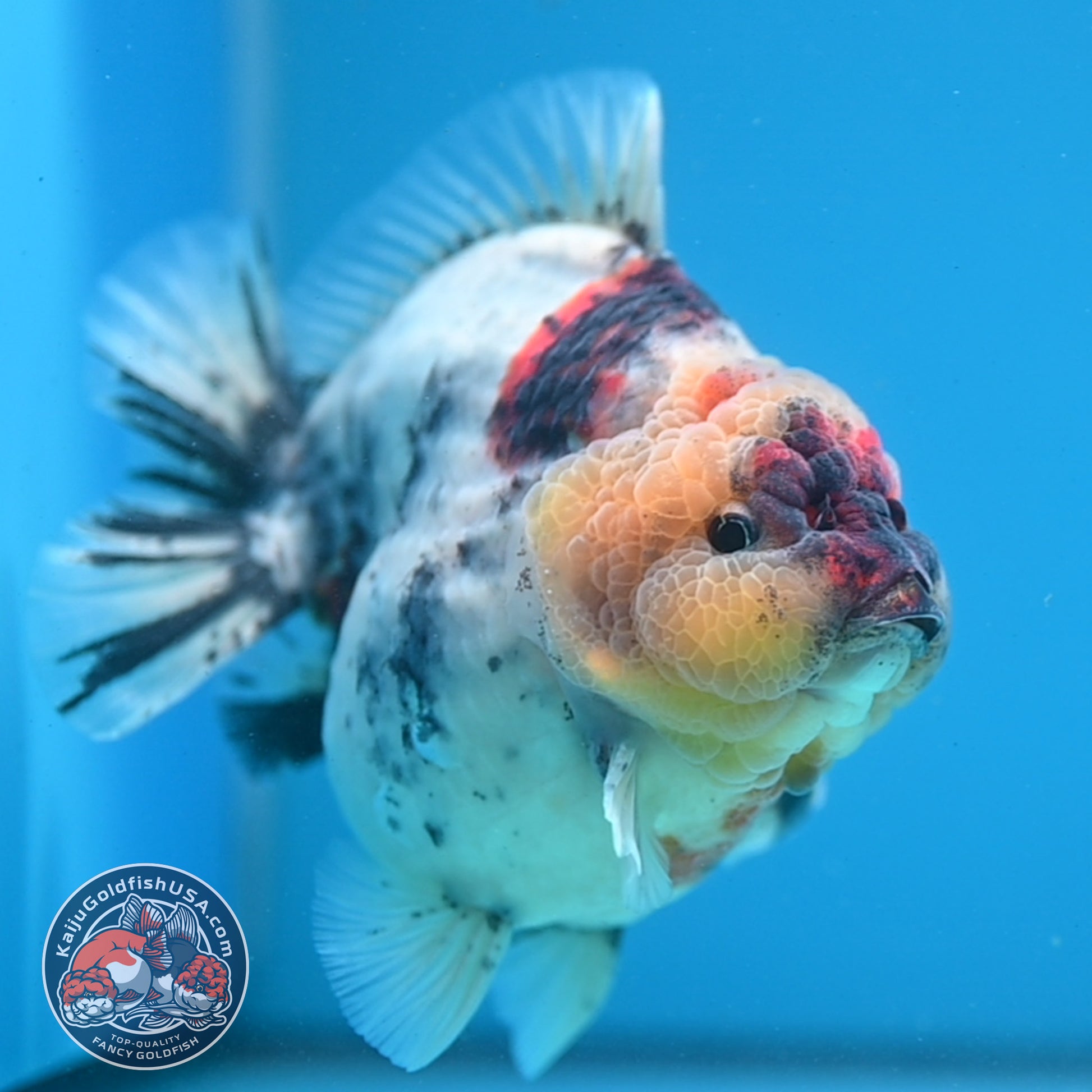 White Tiger Oranda 4.5 inch Body (260313_OR11)