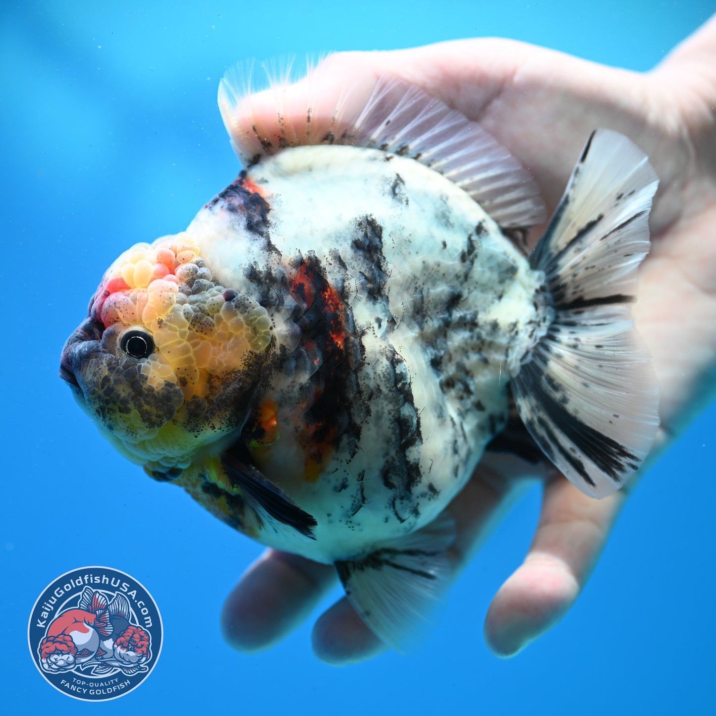 White Tiger Oranda 4.5 inch Body (260313_OR11)