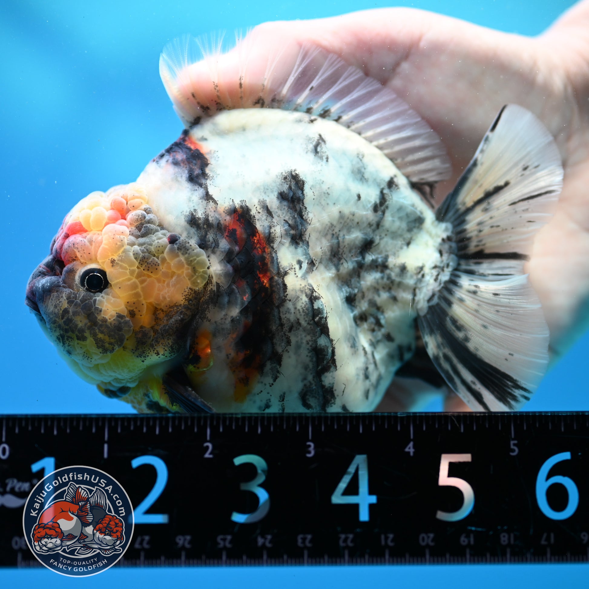 White Tiger Oranda 4.5 inch Body (260313_OR11)