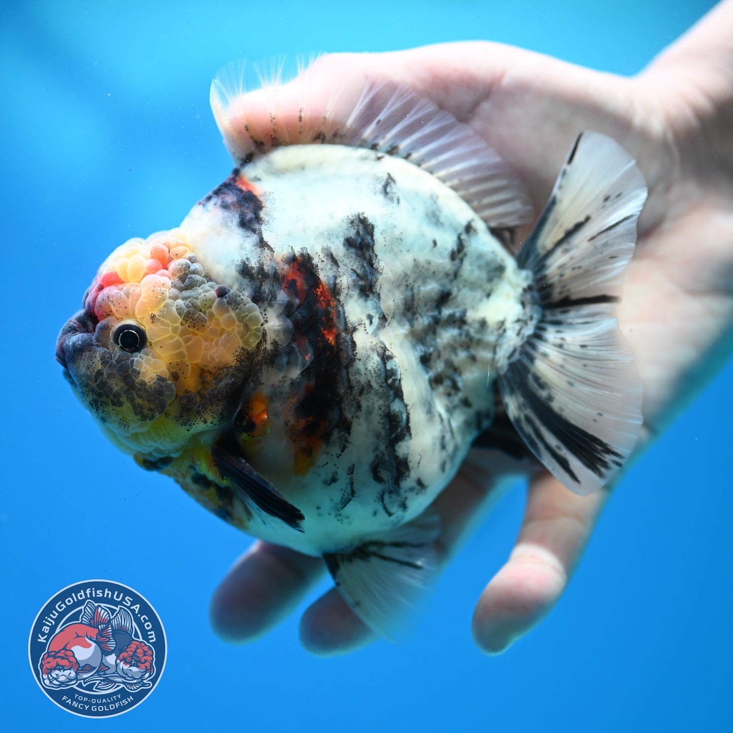 White Tiger Oranda 4.5 inch Body (260313_OR11)