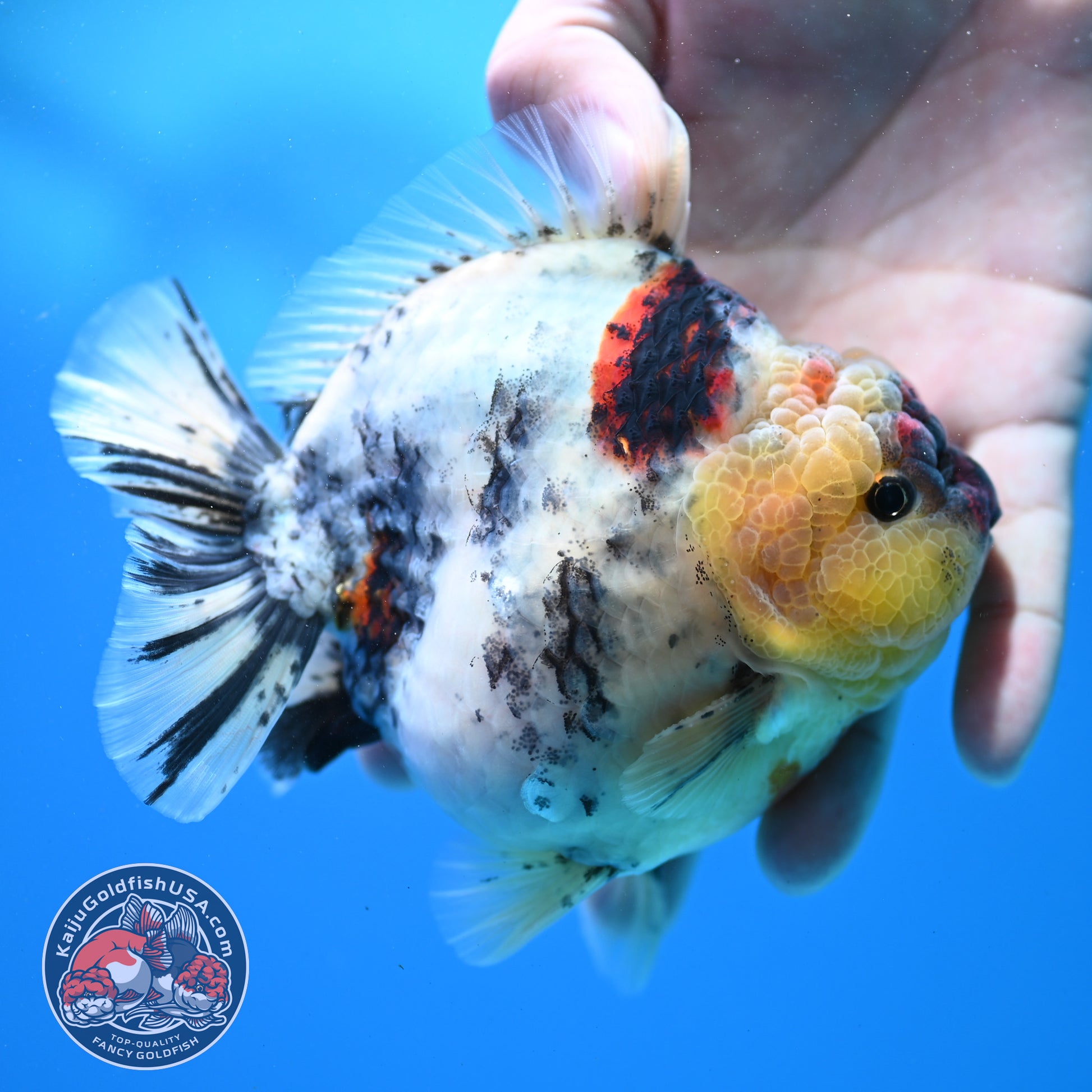 White Tiger Oranda 4.5 inch Body (260313_OR11)