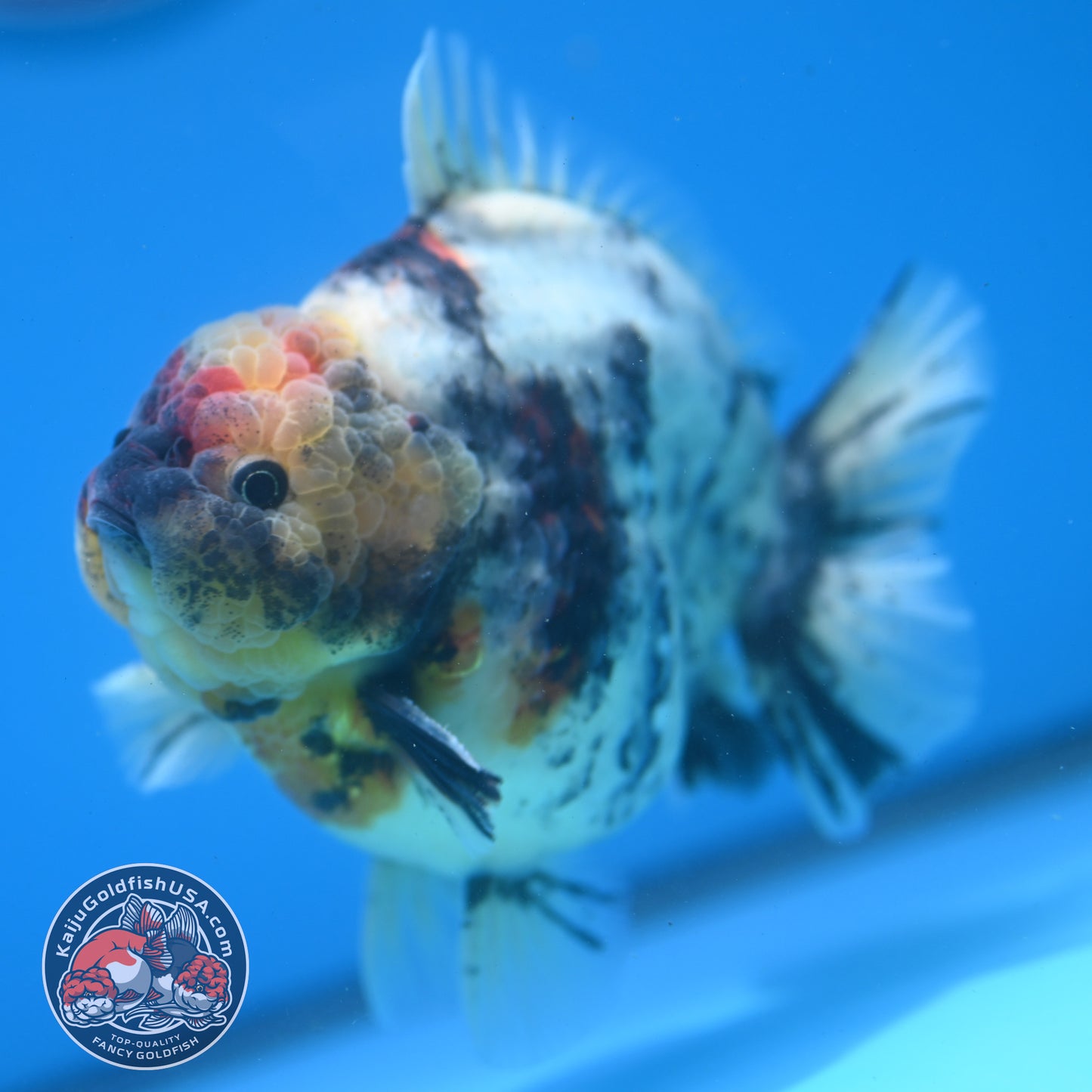 White Tiger Oranda 4.5 inch Body (260313_OR11)